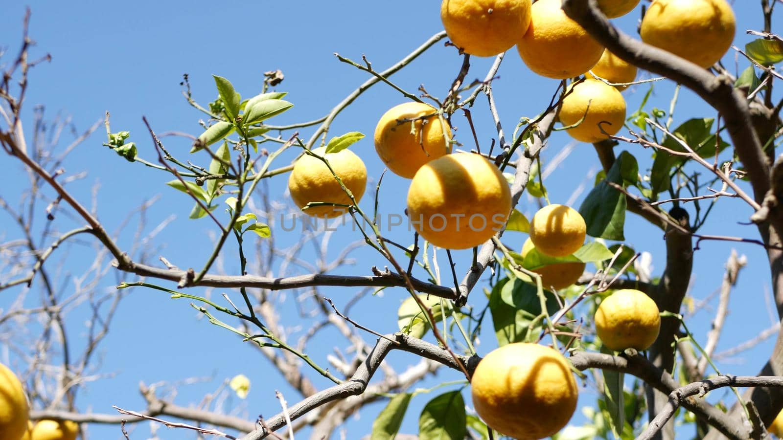 Citrus orange fruit, bare leafless tree, California USA. Spring garden, american local agricultural farm plantation, homestead horticulture. Juicy fresh exotic tropical harvest on branch. Blue sky.