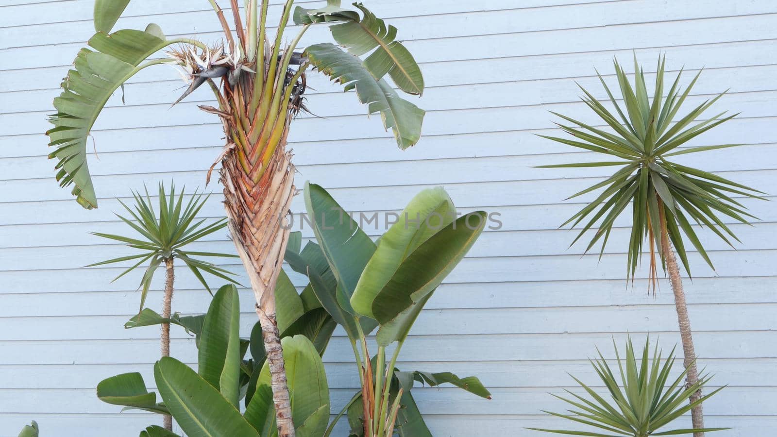 Strelitzia bird of paradise flower, California dreaming USA. Summertime aesthetic of Santa Monica and Venice Beach on Pacific ocean. Atmosphere of Hollywood. Blue wooden wall, LA spring fresh vibes.