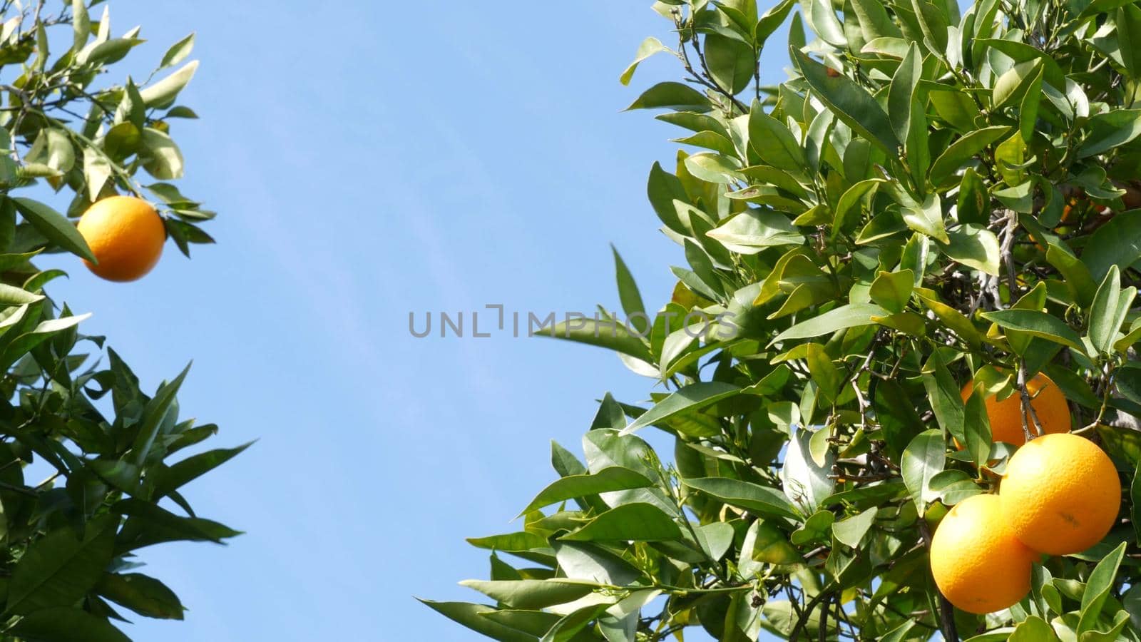 Citrus orange fruit on tree, California USA. Spring garden, american local agricultural farm plantation, homestead horticulture. Juicy fresh leaves, exotic tropical harvest on branch. Springtime sky.