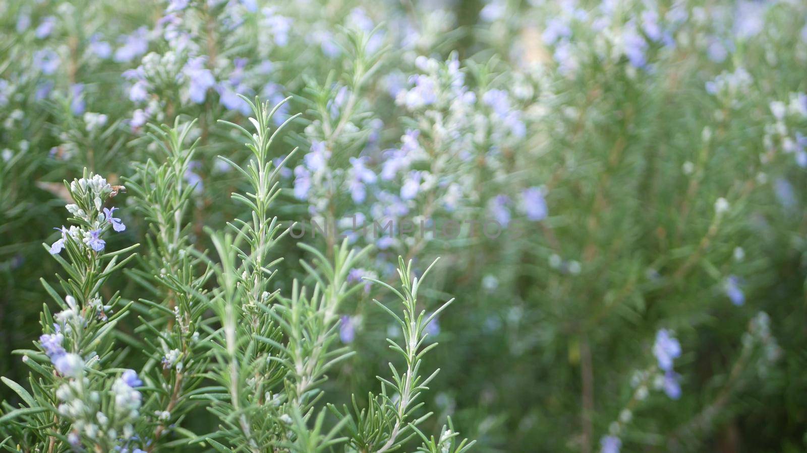 Rosemary salvia herb in garden, California USA. Springtime meadow romantic atmosphere, morning wind, delicate pure greenery of aromatic sage. Spring fresh garden or lea in soft focus. Flowers blossom.