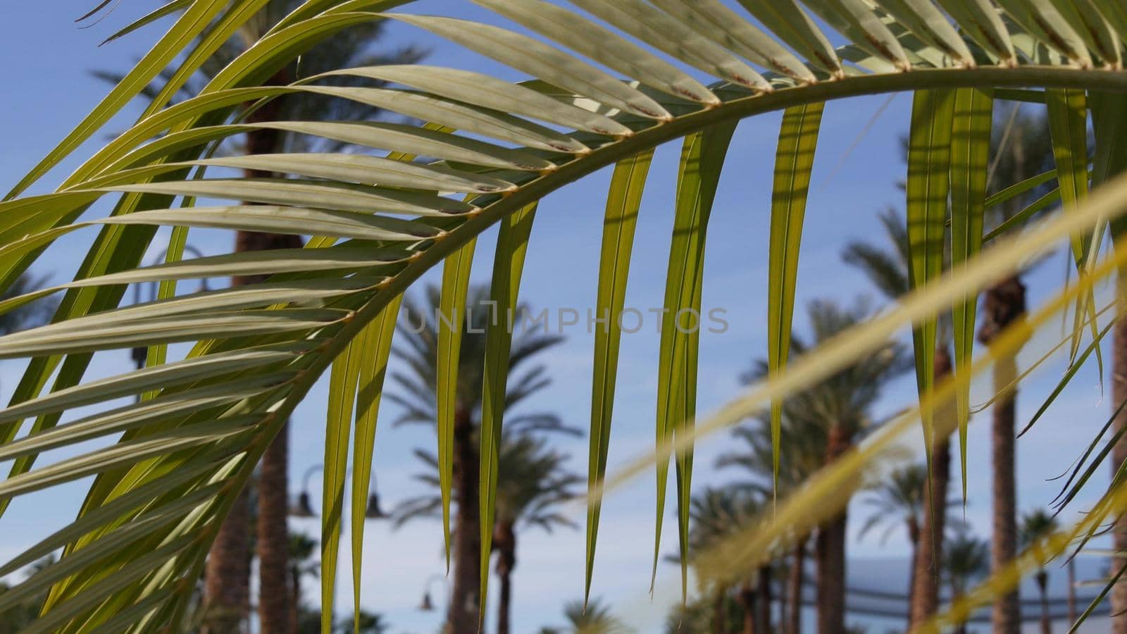 Palms in Los Angeles, California, USA. Summertime aesthetic of Santa Monica and Venice Beach on Pacific ocean. Clear blue sky and iconic palm trees. Atmosphere of Beverly Hills in Hollywood. LA vibes.