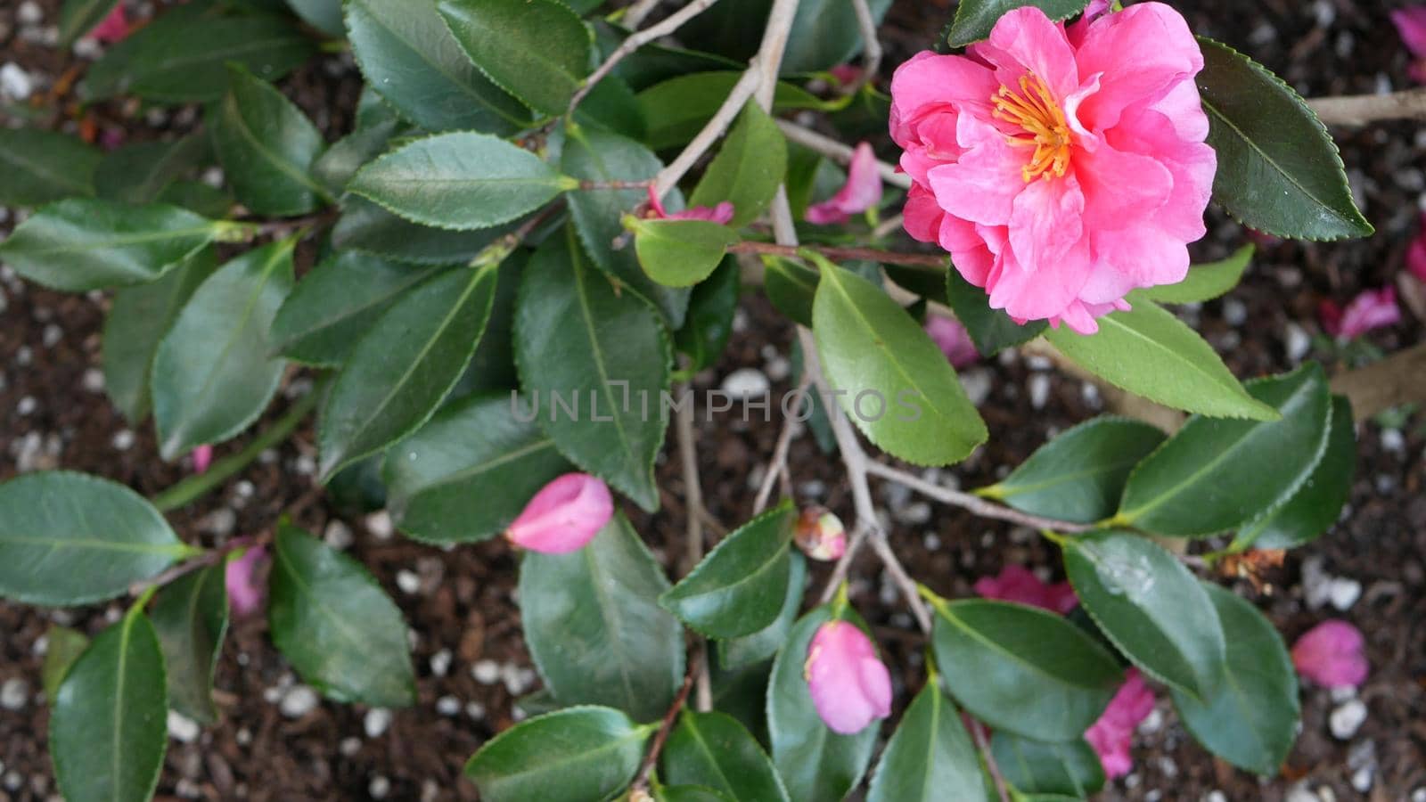 Ornamental garden flowers, home gardening in California, USA. Decorative botanical floriculture. Flora bloom, juicy plant colors.
