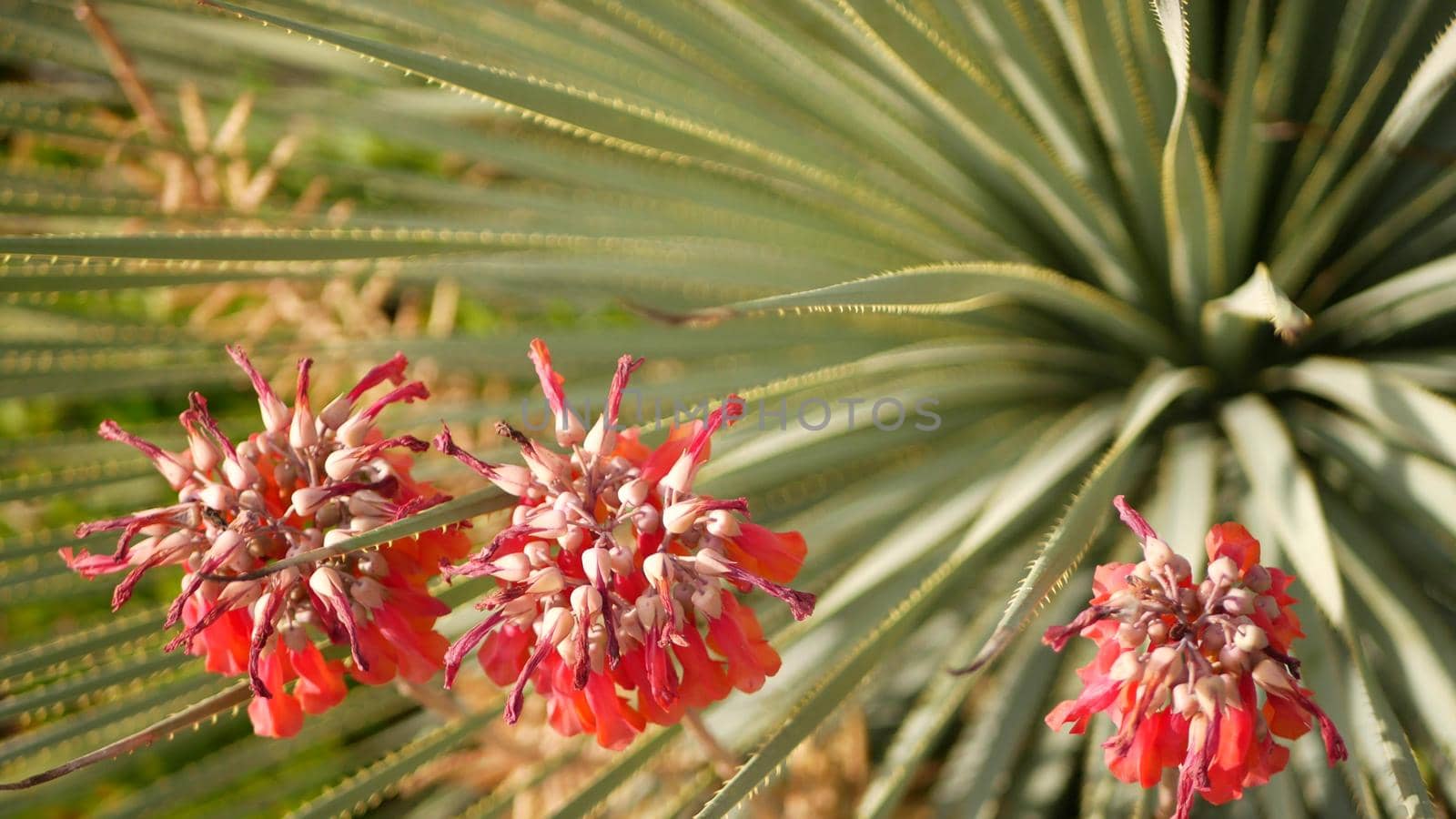 Lucky bells pink flower in garden, California USA. Mother of thousands springtime bloom, meadow romantic botanical atmosphere, delicate mexican hat kalanchoe plant blossom. Coral salmon spring color.