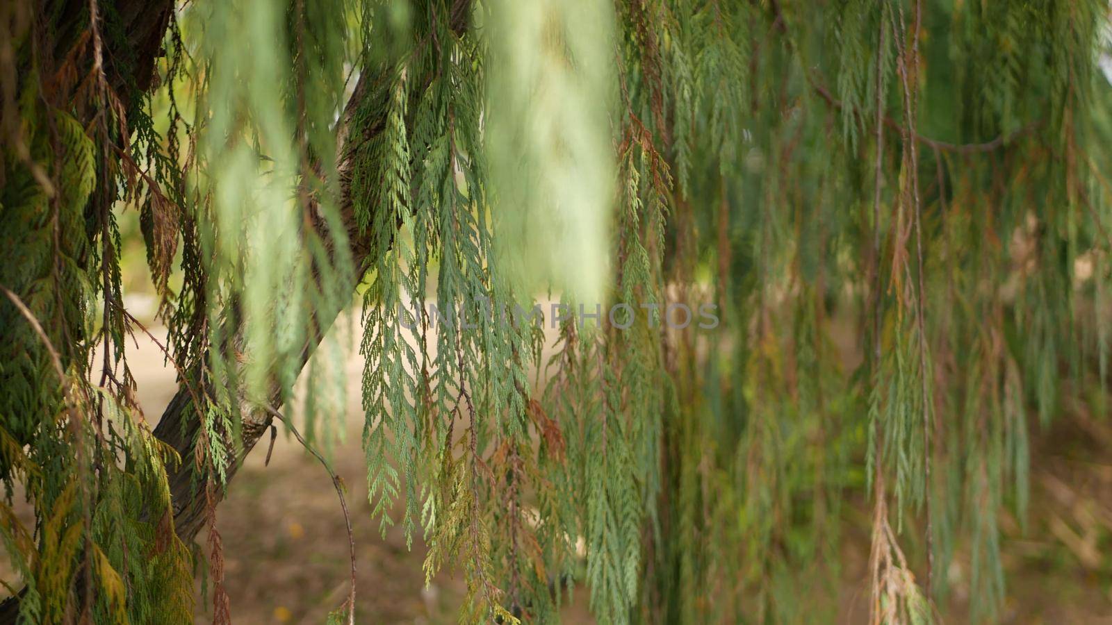 Cypress coniferous tree in garden, California USA. Natural botanical close up background. Atmosphere of spring morning forest, springtime woodland. Decorative delicate greenery, soft focus blur bokeh.
