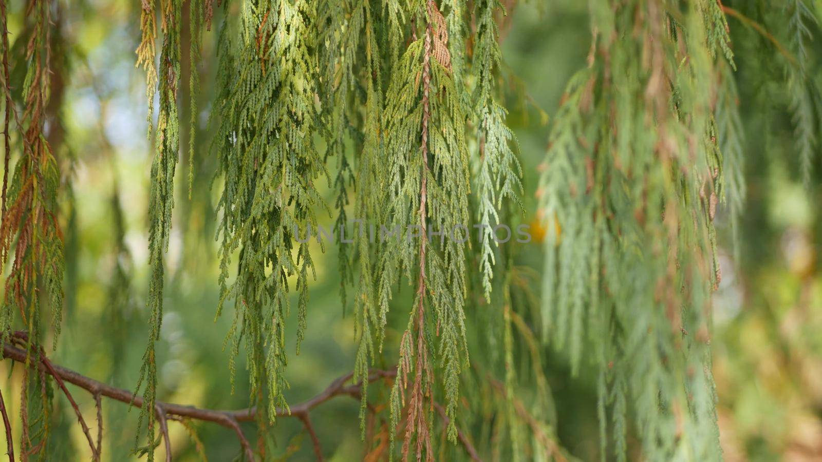 Cypress coniferous tree in garden, California USA. Natural botanical close up background. Atmosphere of spring morning forest, springtime woodland. Decorative delicate greenery, soft focus blur bokeh.