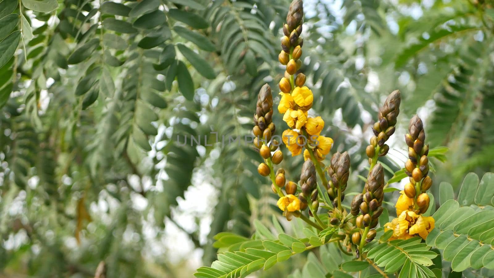 African senna flowers blossom, gardening in California, USA. Natural botanical close up background. Yellow bloom in spring morning garden, fresh springtime flora in soft focus. Candlestick juicy plant