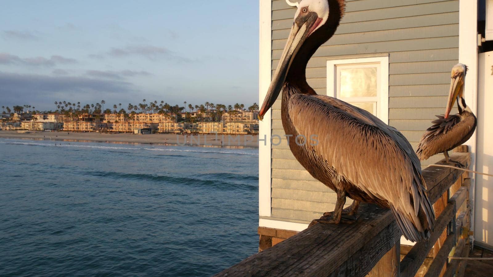 Wild brown pelican on wooden pier railing, Oceanside boardwalk, California ocean beach, USA wildlife. Gray pelecanus by sea water. Close up of coastal big bird in freedom and seascape. Large bill beak