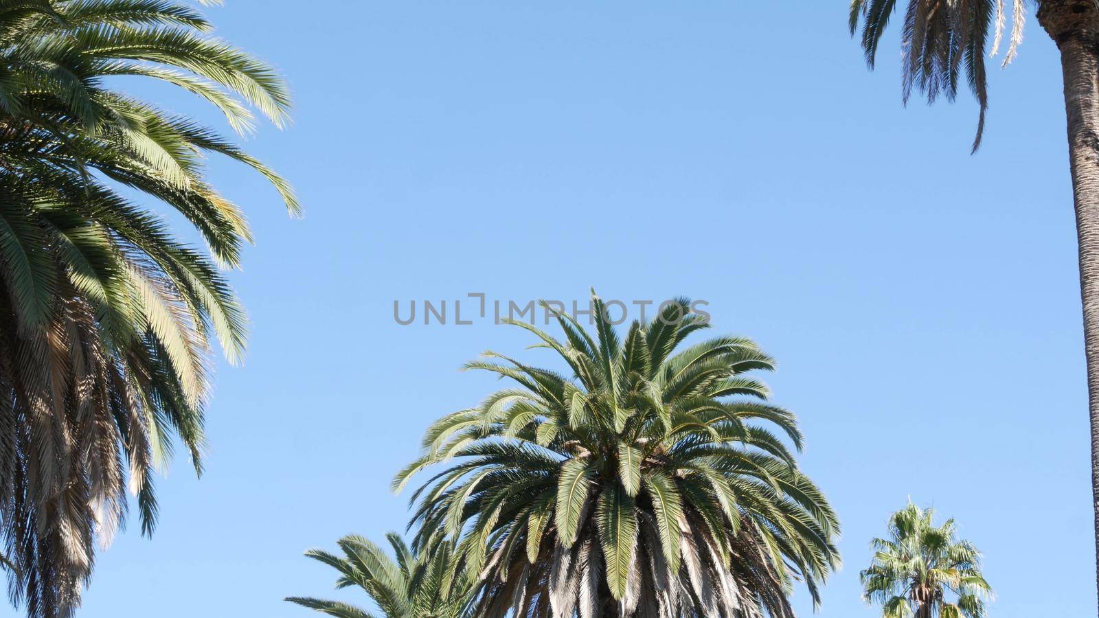 Palms in Los Angeles, California, USA. Summertime aesthetic of Santa Monica and Venice Beach on Pacific ocean. Clear blue sky and iconic palm trees. Atmosphere of Beverly Hills in Hollywood. LA vibes.