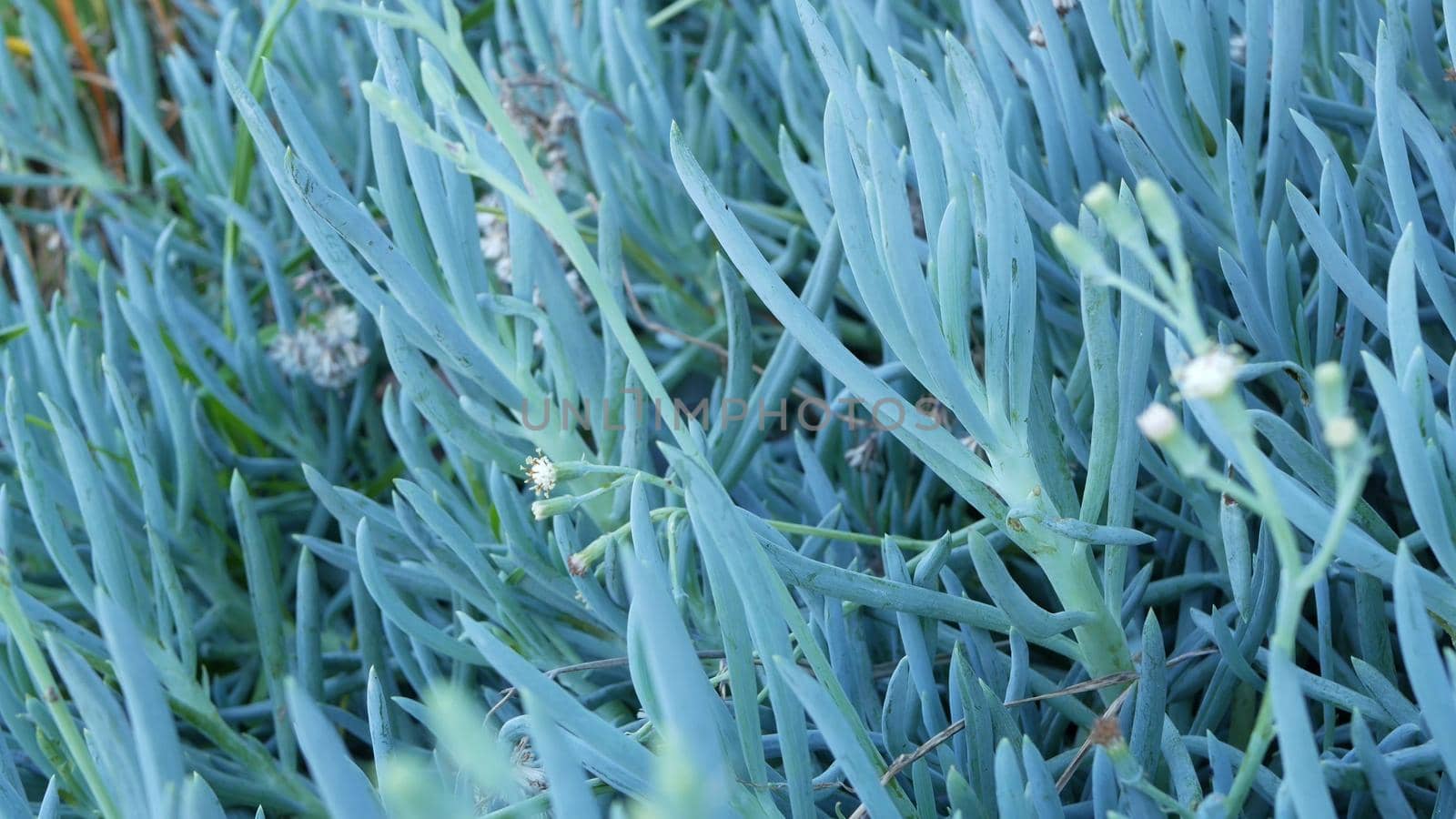 Ice plant succulent gardening in California, USA. Home garden design. Natural botanical ornamental mexican houseplants and flowers, arid desert floriculture. Calm atmosphere. Sour or hottentot fig.