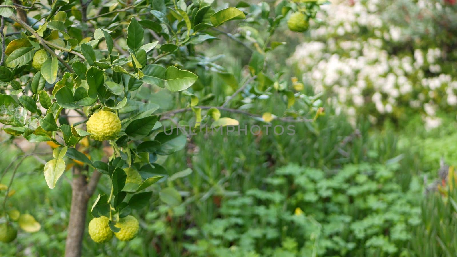 Bergamot citrus on tree, California USA. Orange and lemon hybrid in spring morning garden, homegrown gardening, homestead horticulture. Husbandry atmosphere. Green fresh juicy fruit, soft focus bokeh.