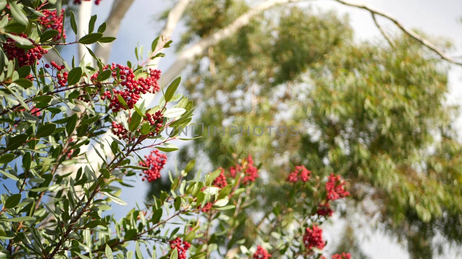 Red berries on tree, gardening in California, USA. Natural atmospheric botanical close up background. Viburnum, spring or fall morning garden or forest, fresh springtime or autumn flora in soft focus.