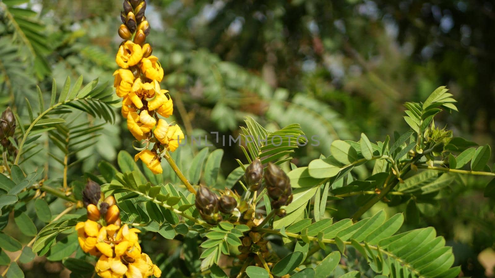 African senna flowers blossom, gardening in California, USA. Natural botanical close up background. Yellow bloom in spring morning garden, fresh springtime flora in soft focus. Candlestick juicy plant