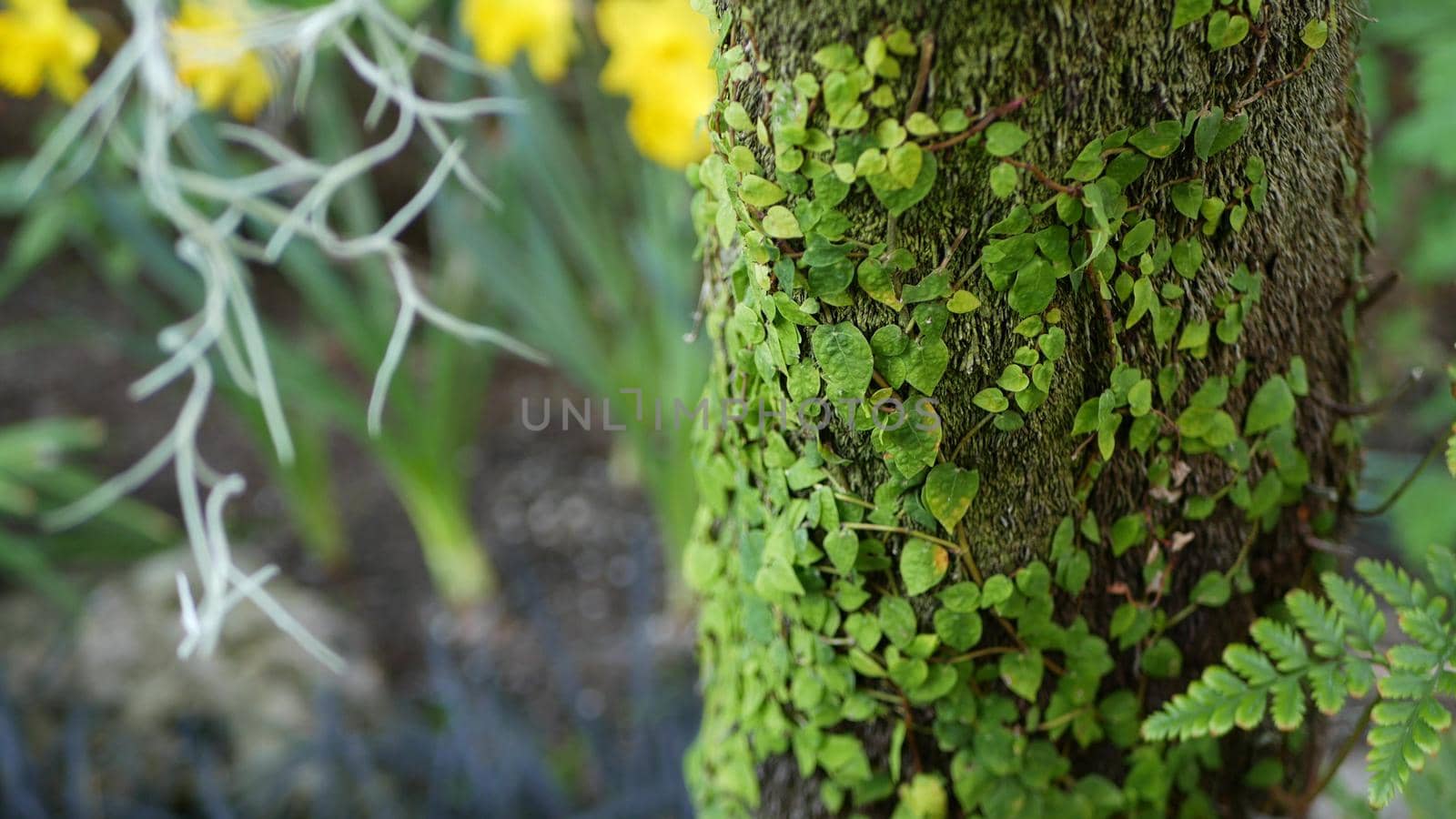 Fern leaf, moss and tree bark in forest, California USA. Springtime morning atmosphere, delicate tiny green creeper plant on trunk. Spring fairy botanical pure freshness in wood. wilderness ecosystem.