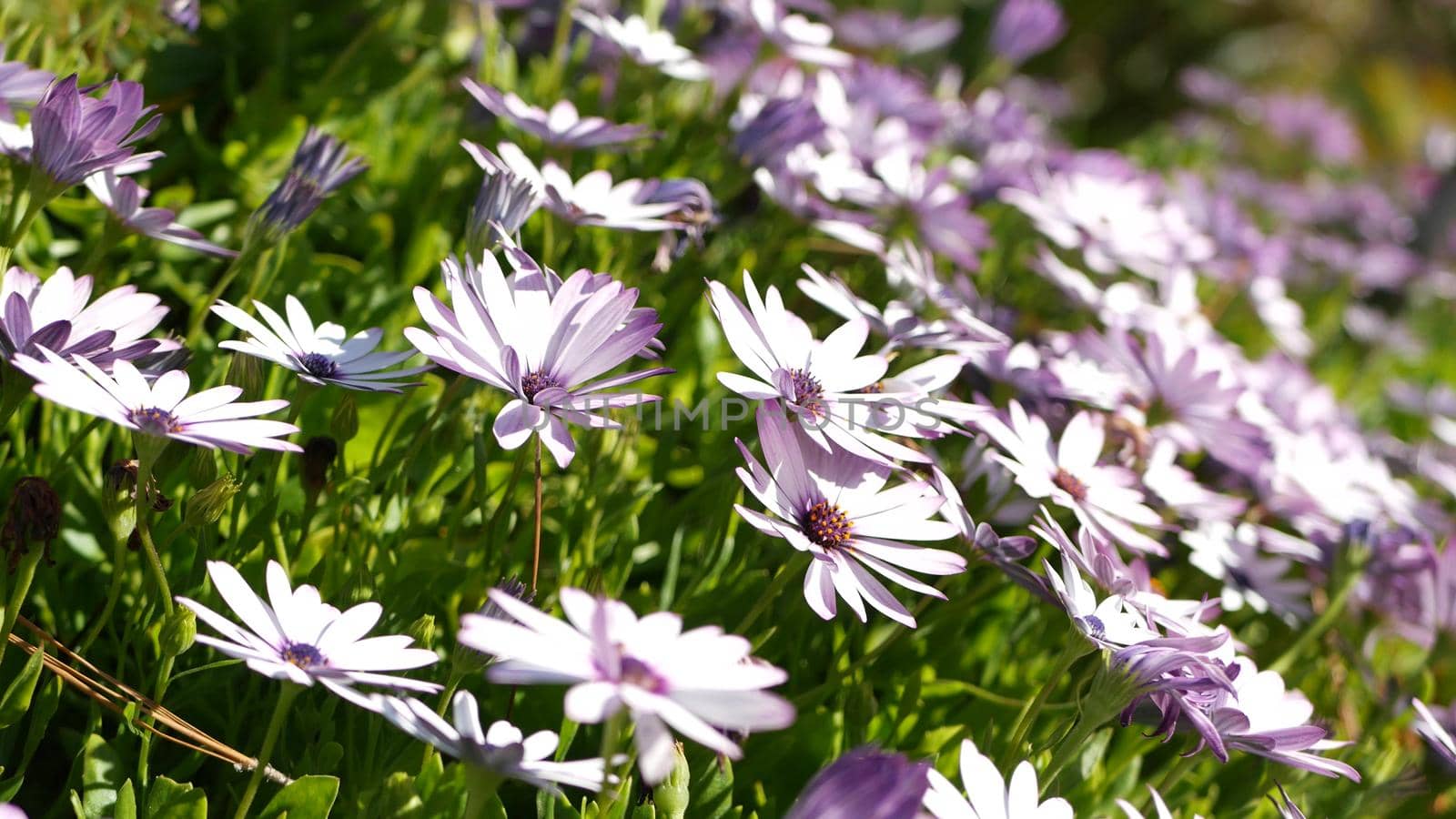 Daisy or marguerite colorful flowers, California USA. Aster or cape marigold multicolor purple violet bloom. Home gardening, american decorative ornamental houseplant, natural botanical atmosphere.