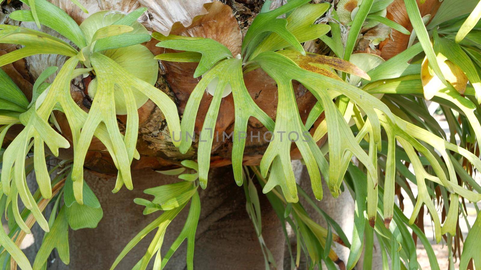 Elkhorn staghorn fern green leaves. Exotic tropical amazon jungle rainforest botanical atmosphere. Natural lush foliage vivid greenery, paradise aesthetic. Platycerium bifurcatum juicy fresh plant.