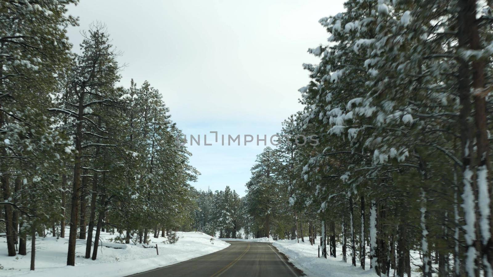 Snow in wintry forest, driving auto, road trip in winter Utah USA. Coniferous pine trees, view from car thru windshield. Christmas vacations, december journey to Bryce Canyon. Eco tourism to woods.