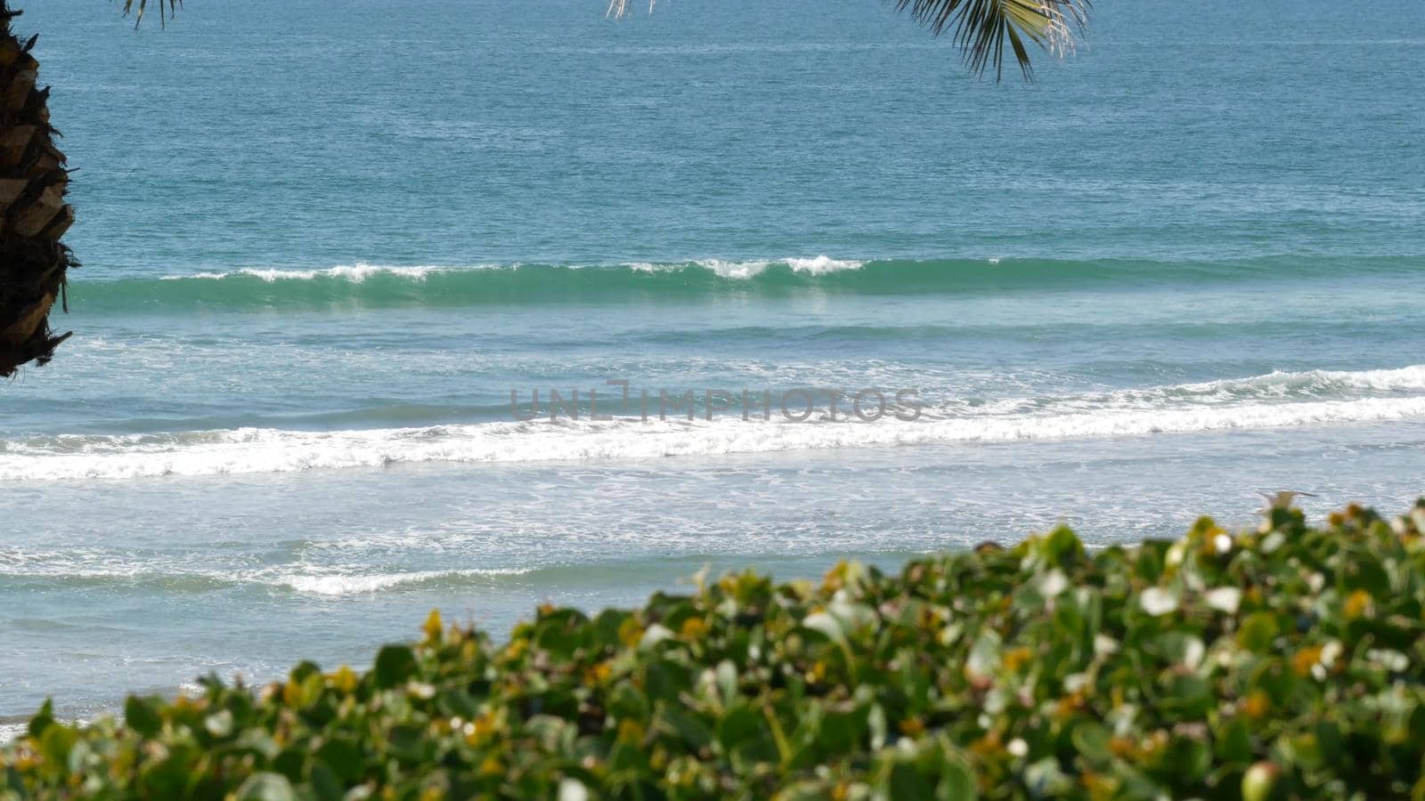 Pacific ocean tide, California tropical beach resort vibes, USA. Sea waves foam, green exotic palm tree leaf on sunny day. Coast summer vacations atmosphere, summertime aesthetic. Blue water surface.