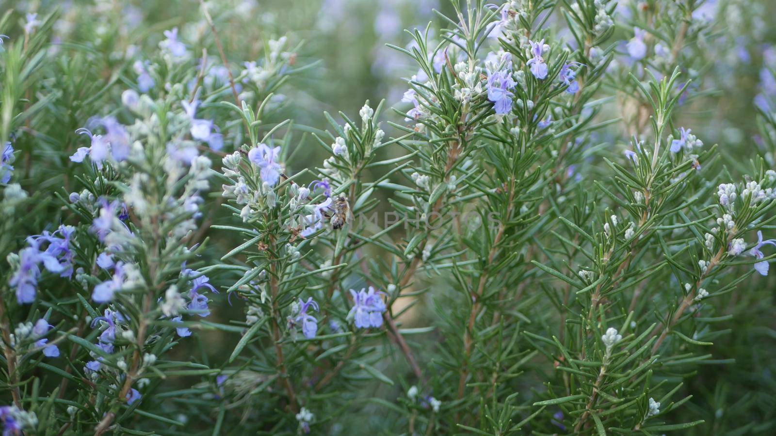 Rosemary salvia herb in garden, California USA. Springtime meadow romantic atmosphere, morning wind, delicate pure greenery of aromatic sage. Spring fresh garden or lea in soft focus. Flowers blossom.