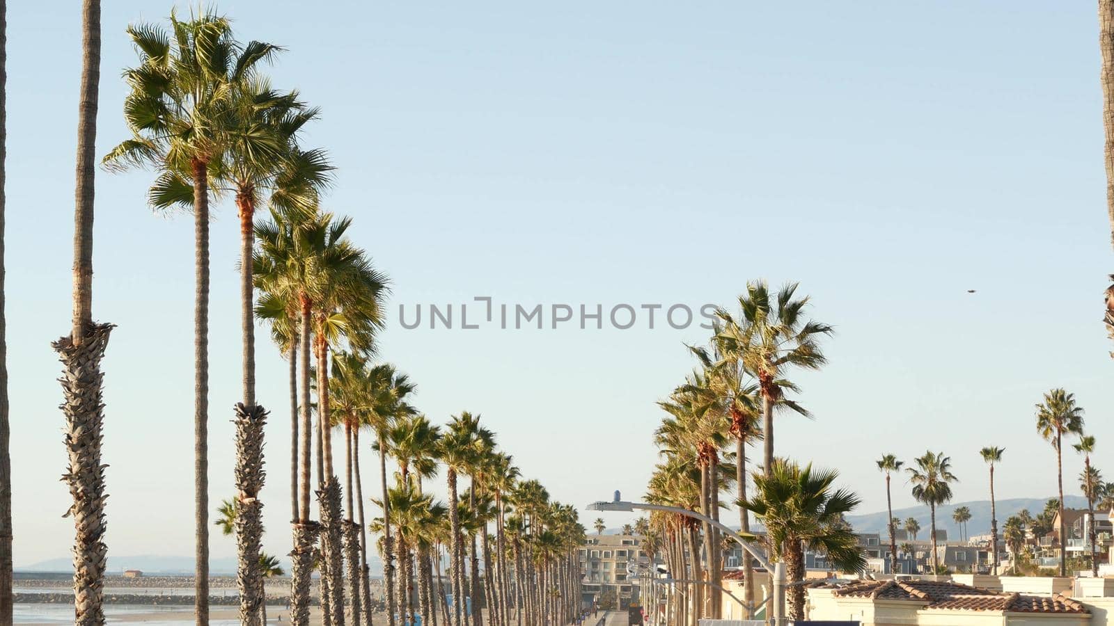 Palm tree perspective in Oceanside, California waterfront pacific ocean tropical beach resort, USA. Summertime sea coastline vacations. Palmtrees on beachfront seacoast boardwalk. Daytime blue sky.