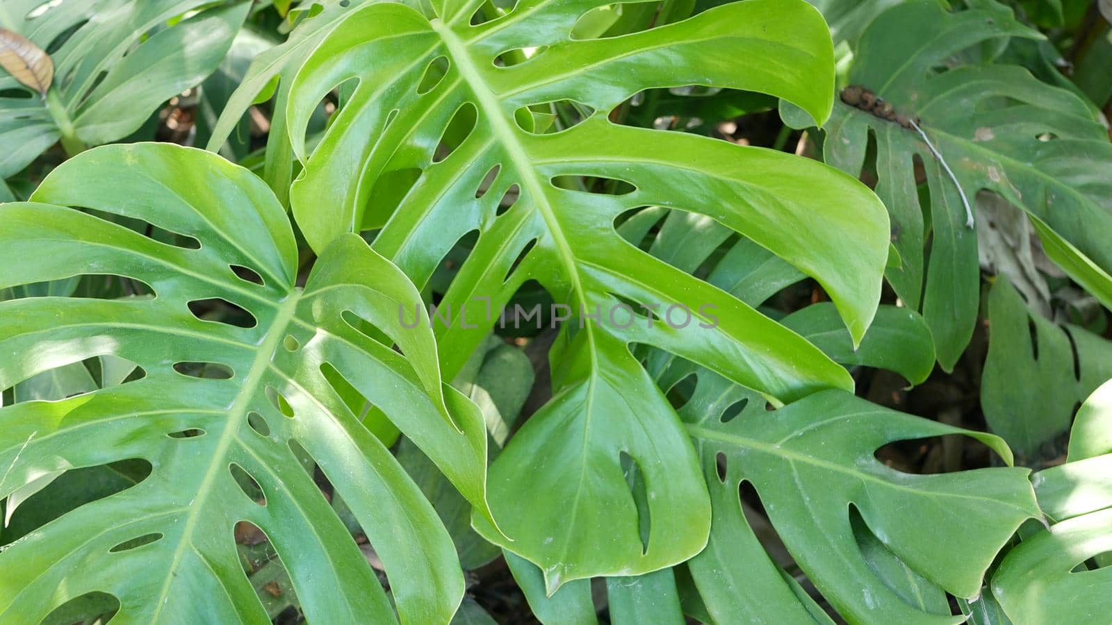 Exotic monstera jungle rainforest tropical atmosphere. Fresh juicy frond leaves, amazon dense overgrown deep forest. Dark natural greenery lush foliage. Evergreen ecosystem. Paradise calm aesthetic.