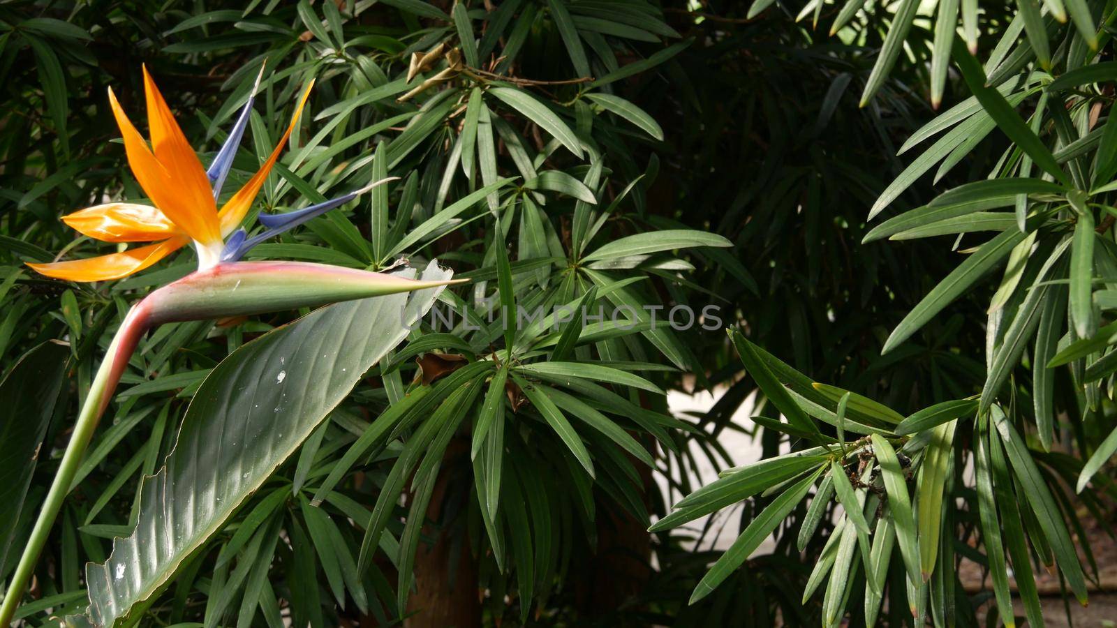 Strelitzia bird of paradise tropical crane flower, California USA. Orange exotic vivid floral blossom, amazon jungle rainforest atmosphere, natural lush foliage, trendy houseplant for home gardening.