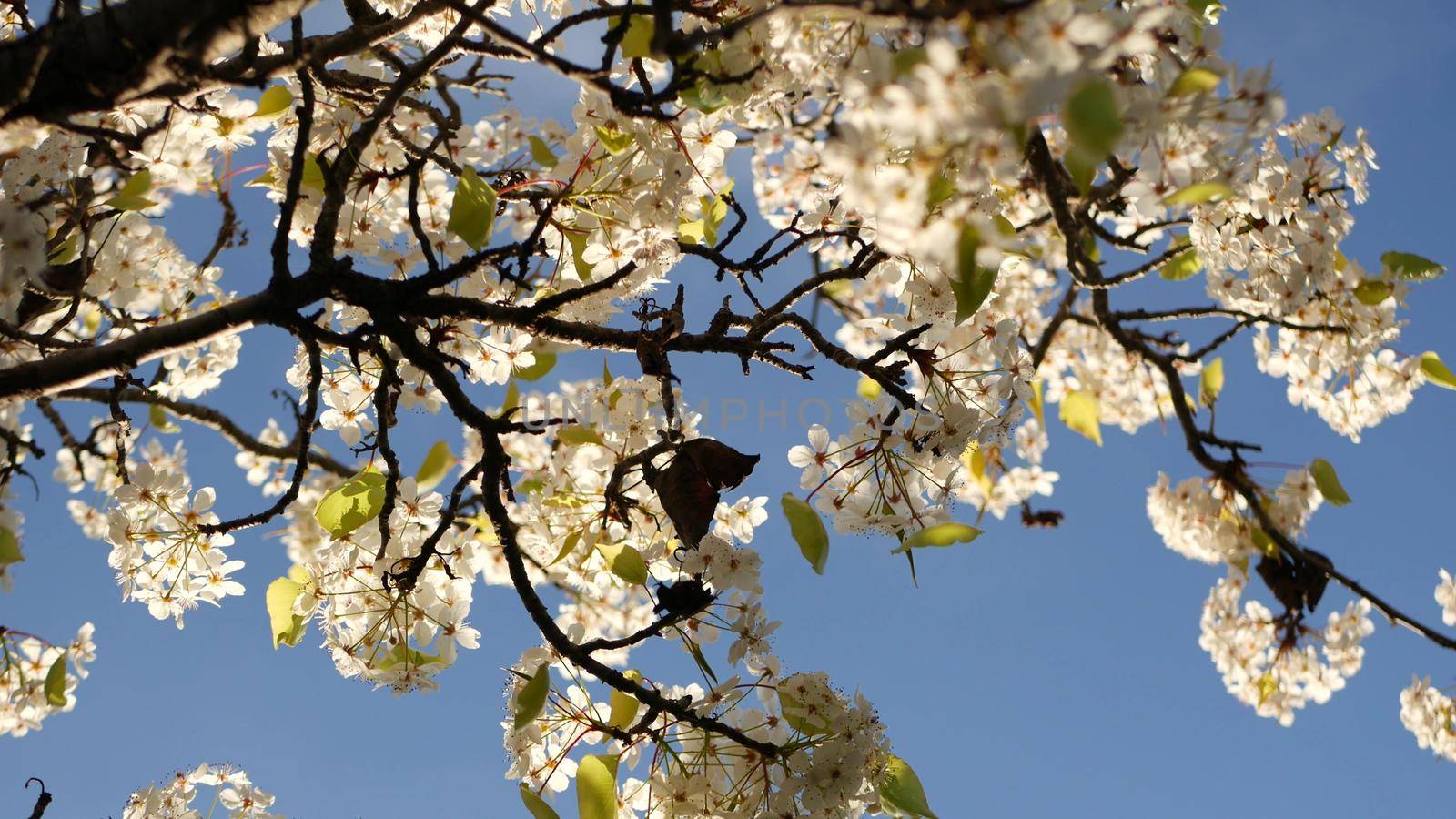 Spring white blossom of cherry tree, California, USA, Balboa Park. Delicate tender sakura flowers of pear, apple or apricot. Springtime fresh romantic atmosphere, pure botanical bloom soft focus bokeh