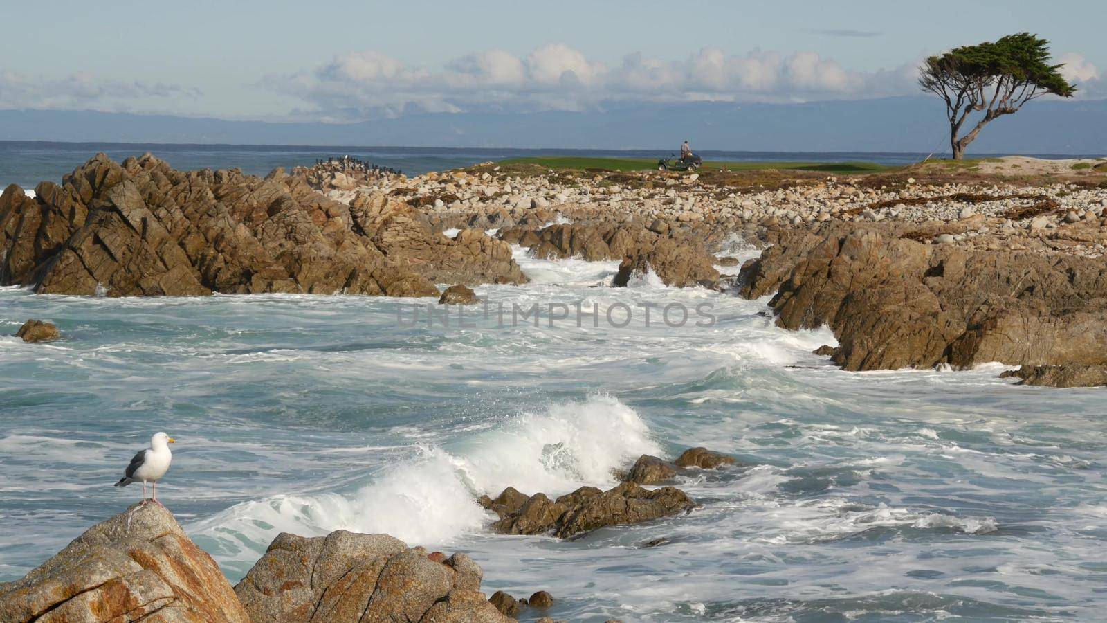 Ocean waves and rocks, Monterey, Northern California, USA. 17-mile drive near Big Sur, seaside golf tourist resort on Pacific Coast Highway. Splashing water, sea breeze of Pebble beach. Cypress tree.