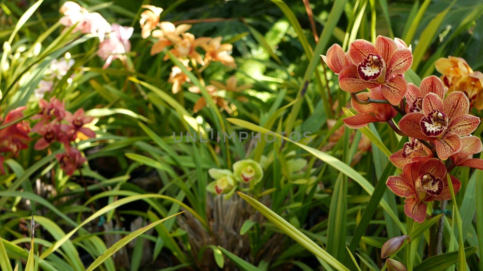Orchid flower blossom in green leaves. Elegant colorful floral bloom. Exotic tropical jungle rainforest botanical atmosphere. Natural garden vivid greenery, paradise aesthetic. Decorative floriculture