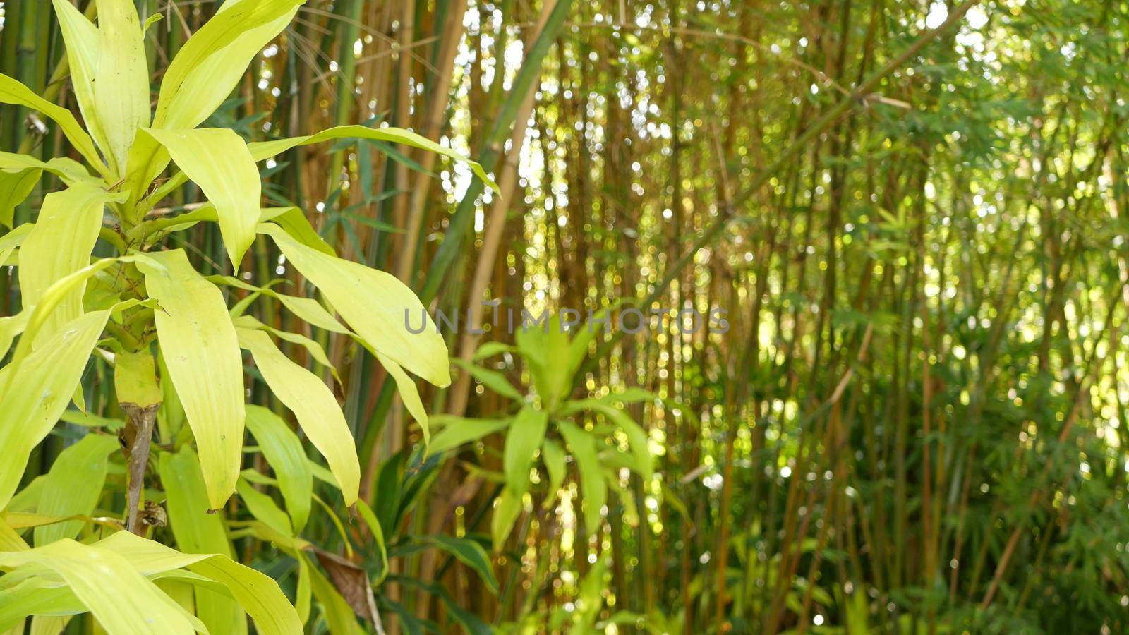 Bamboo forest, exotic asian tropical atmosphere. Green trees in meditative feng shui zen garden. Quiet calm grove, morning harmony freshness in thicket. Japanese or chinese natural oriental aesthetic.