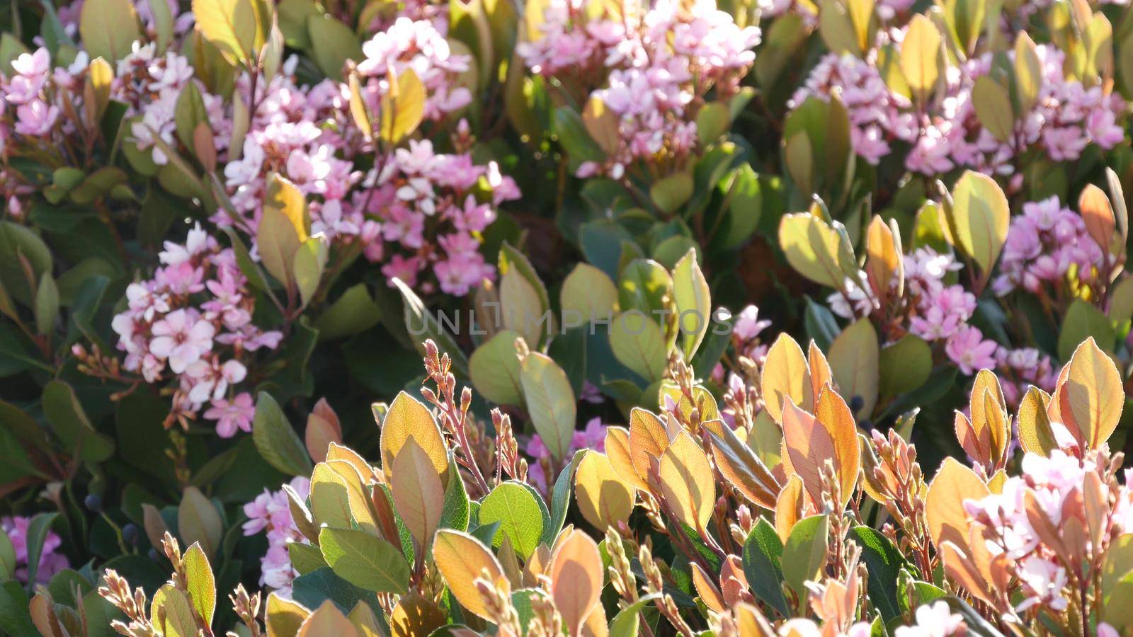 Indian hawthorn pink flower, California USA. Rhaphiolepis springtime fresh bloom, romantic botanical atmosphere, delicate natural blossom. Spring soft color, garden design and decorative floriculture.