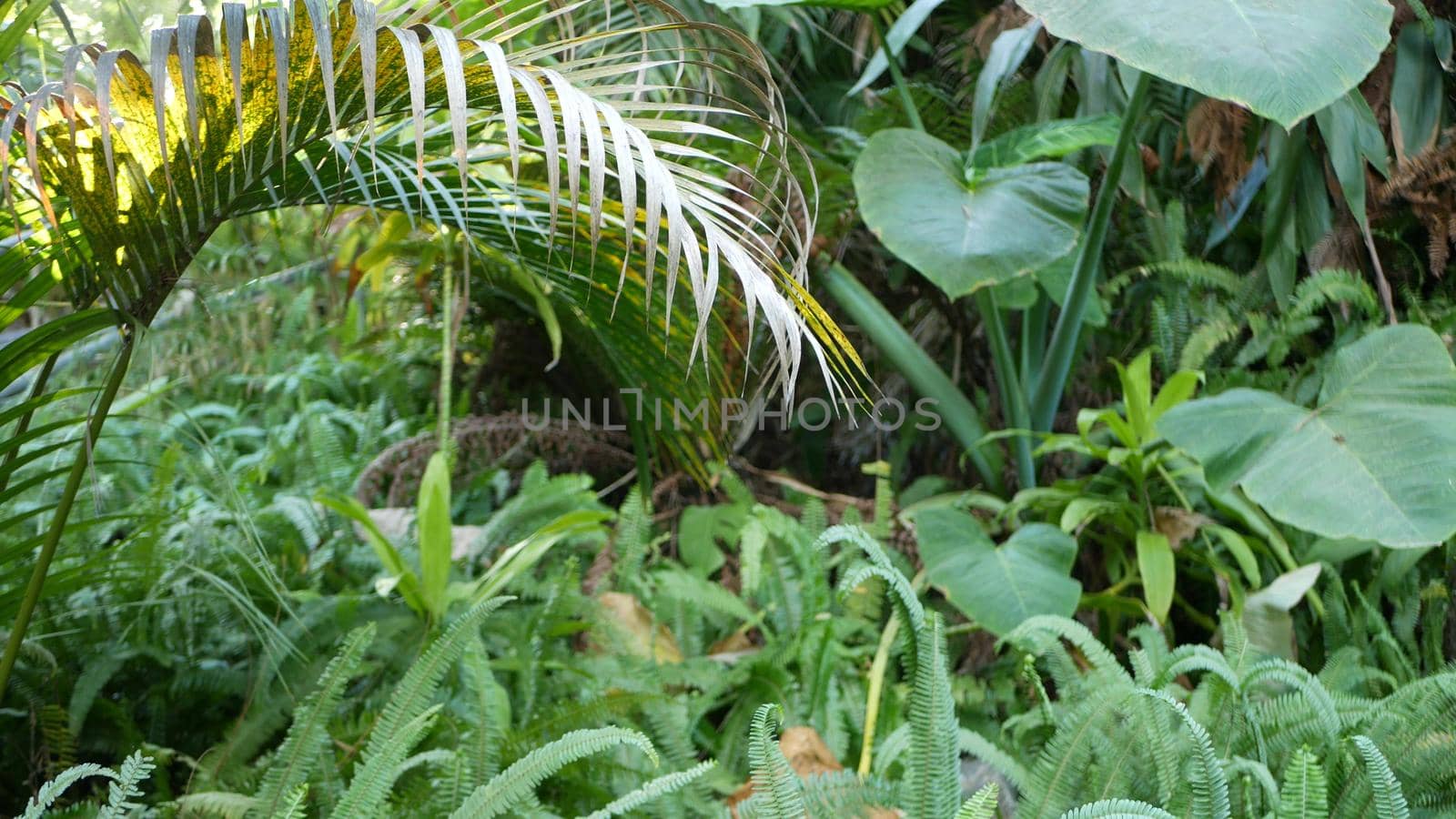 Exotic jungle rainforest tropical atmosphere. Fern, palms and fresh juicy frond leaves, amazon dense overgrown deep forest. Dark natural greenery lush foliage. Evergreen ecosystem. Paradise aesthetic.