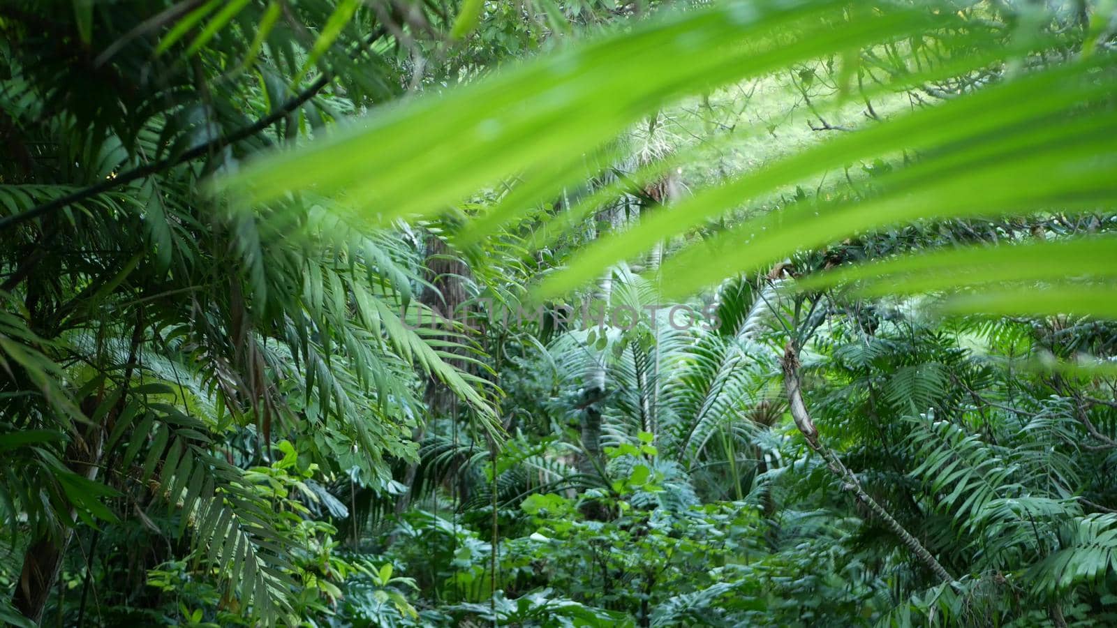 Exotic jungle rainforest tropical atmosphere. Fern, palms and fresh juicy frond leaves, amazon dense overgrown deep forest. Dark natural greenery lush foliage. Evergreen ecosystem. Paradise aesthetic.