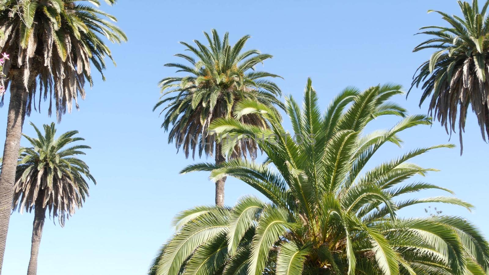 Palms in Los Angeles, California, USA. Summertime aesthetic of Santa Monica and Venice Beach on Pacific ocean. Clear blue sky and iconic palm trees. Atmosphere of Beverly Hills in Hollywood. LA vibes by DogoraSun