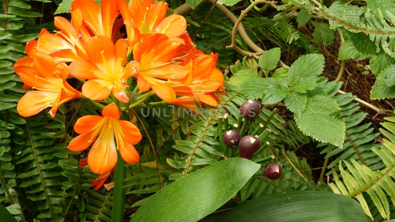 Natal bush kafir lily flower, California, USA. Clivia miniata orange flamboyant exotic fiery vibrant botanical bloom. Tropical jungle rainforest atmosphere. Natural garden vivid fresh juicy greenery.