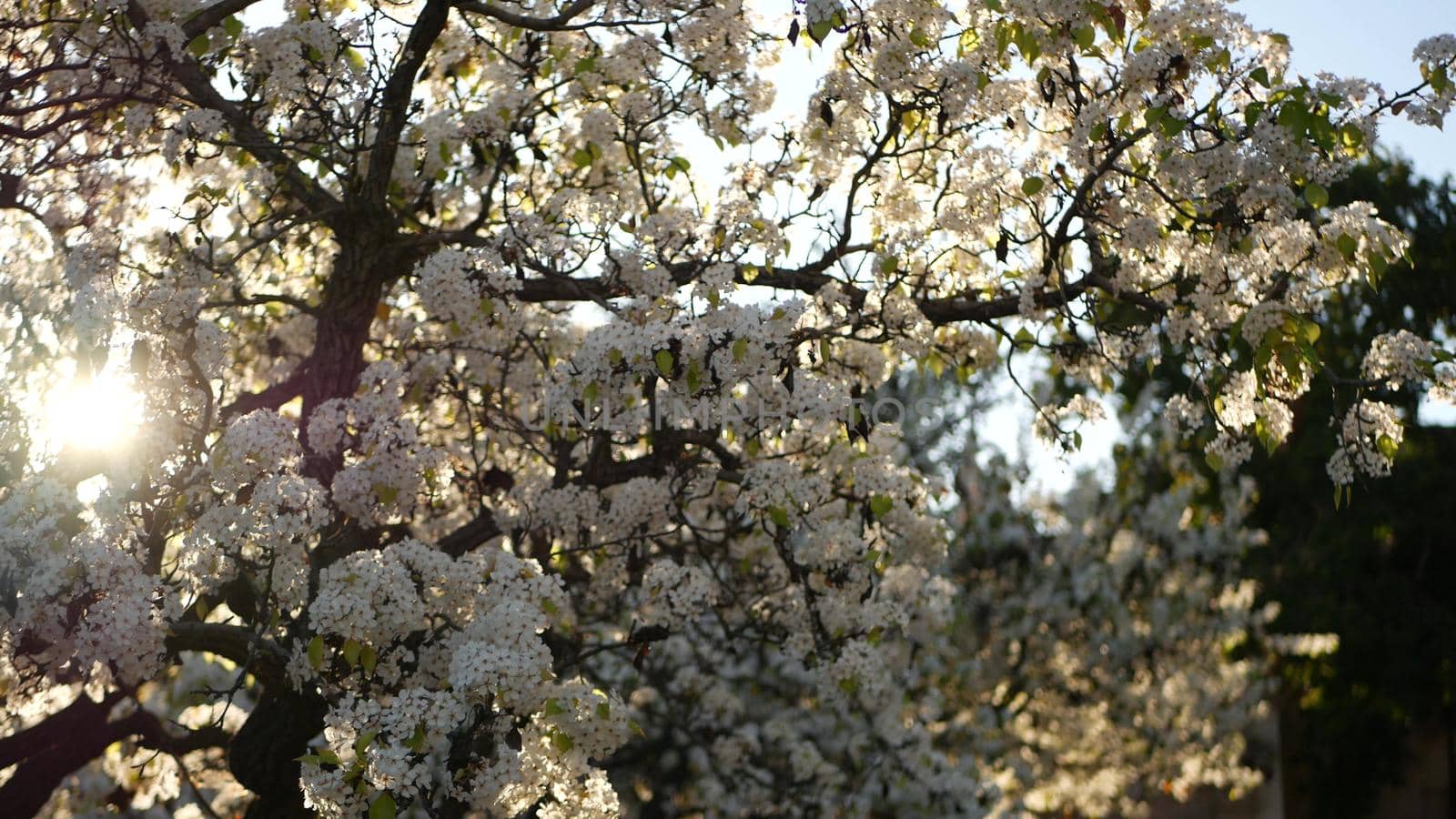 Spring white blossom of cherry tree, California, USA, Balboa Park. Delicate tender sakura flowers of pear, apple or apricot. Springtime fresh romantic atmosphere, pure botanical bloom soft focus bokeh