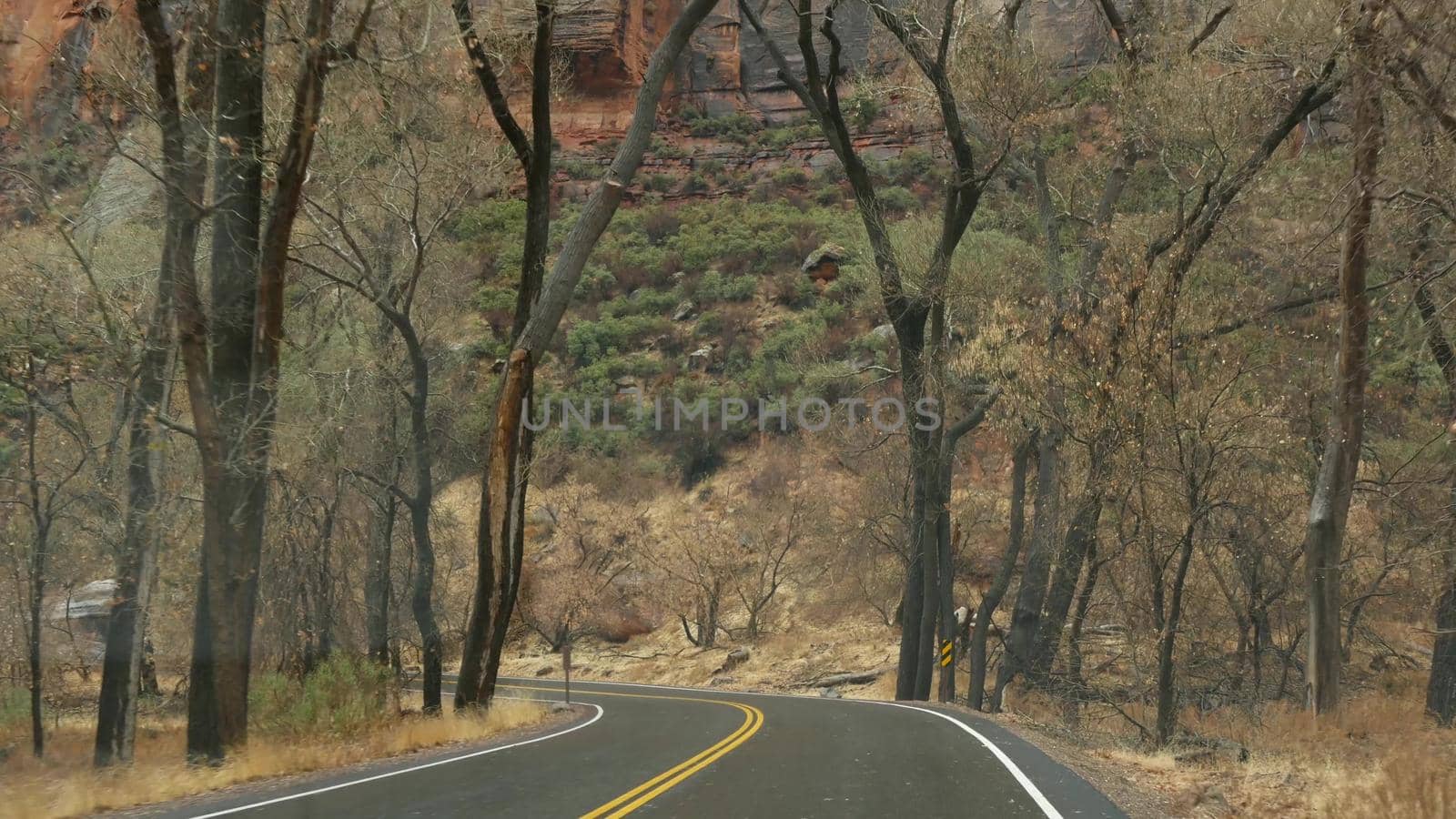 Road trip, driving auto in Zion Canyon, Utah, USA. Hitchhiking traveling in America, autumn journey. Red alien steep cliffs, rain and bare trees. Foggy weather and calm fall atmosphere. View from car.