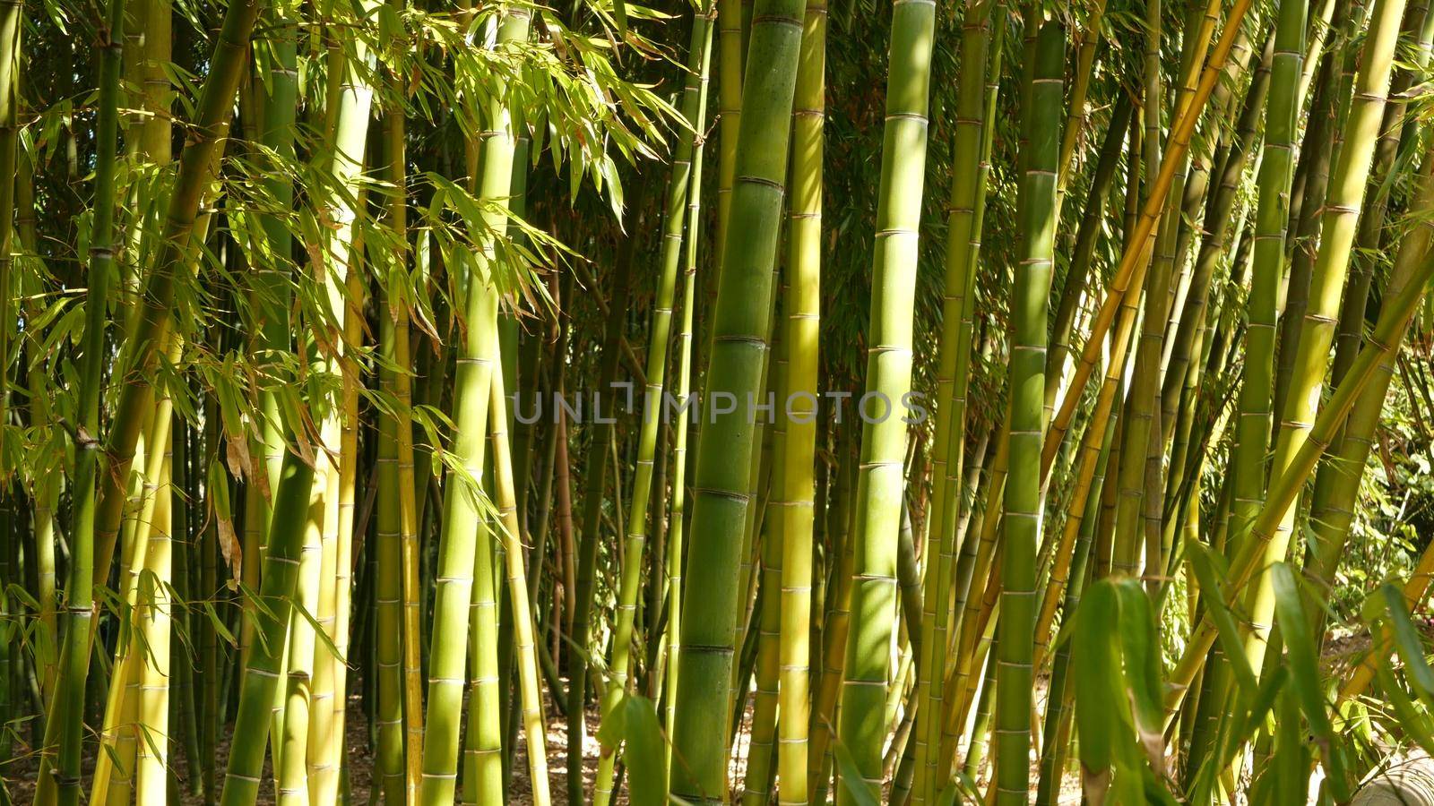 Bamboo forest, exotic asian tropical atmosphere. Green trees in meditative feng shui zen garden. Quiet calm grove, morning harmony freshness in thicket. Japanese or chinese natural oriental aesthetic.