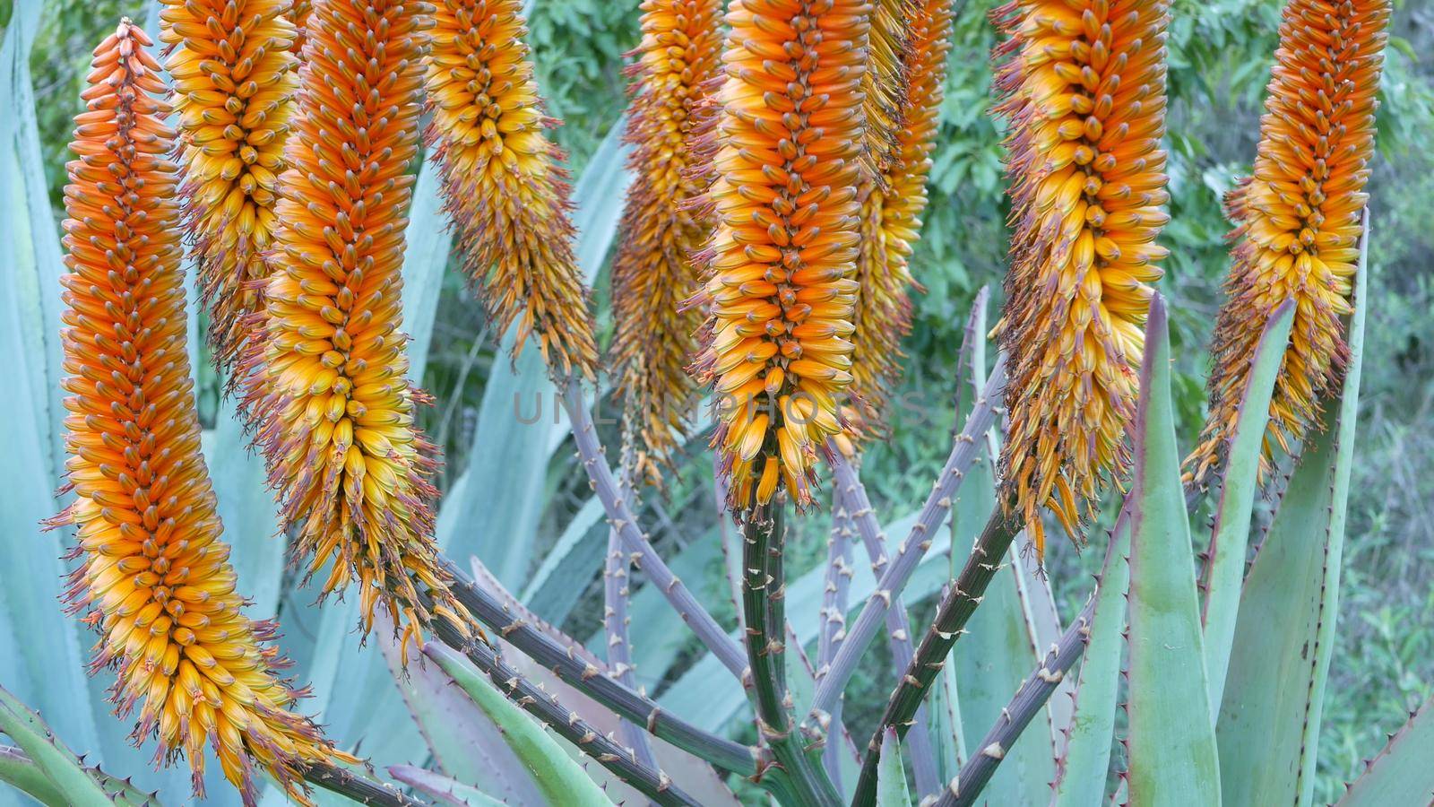 Aloe succulent plant yellow flower, California USA. Desert flora, arid climate natural botanical close up background. Vivid orange bloom of Aloe Vera. Gardening in America, grows with cactus and agave