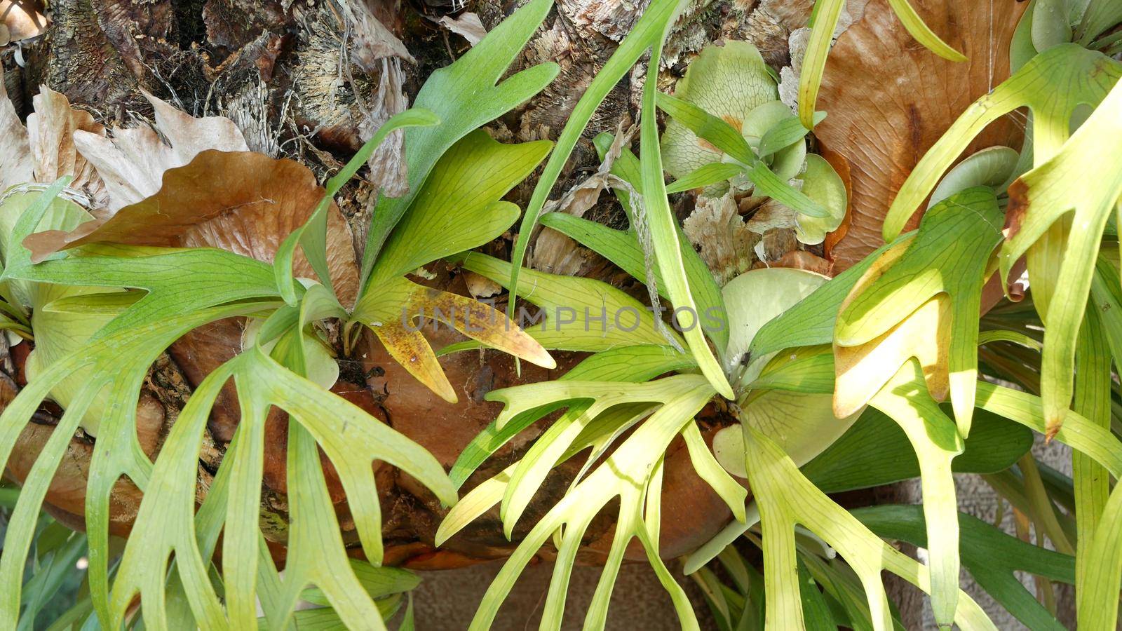 Elkhorn staghorn fern green leaves. Exotic tropical amazon jungle rainforest botanical atmosphere. Natural lush foliage vivid greenery, paradise aesthetic. Platycerium bifurcatum juicy fresh plant.