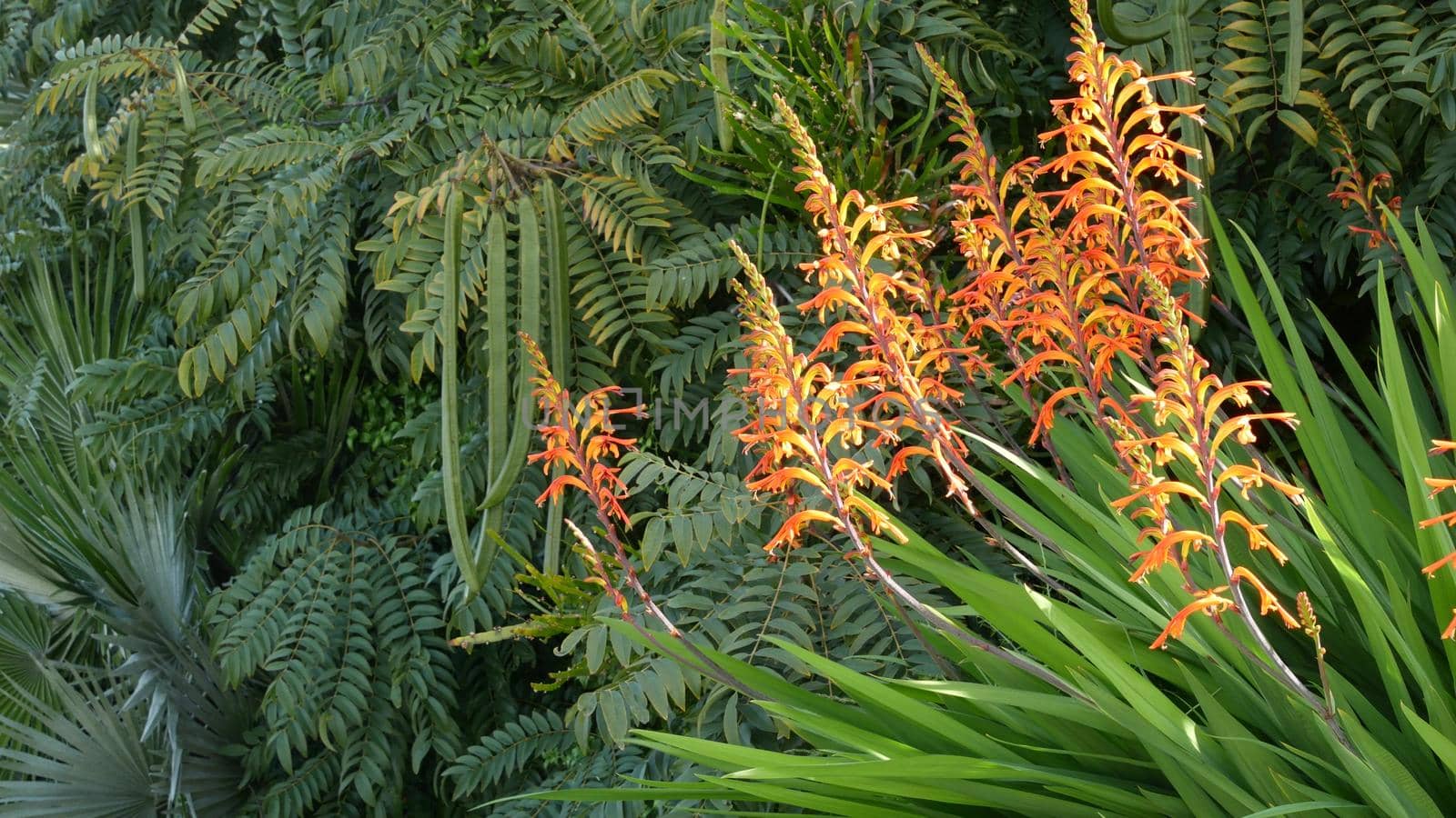 African flag orange flower blossom, Chasmanthe Floribunda natural botanical background. Exotic bloom in garden, gardening in California, USA. Vivid flora and lush foliage. Vibrant juicy plant colors.