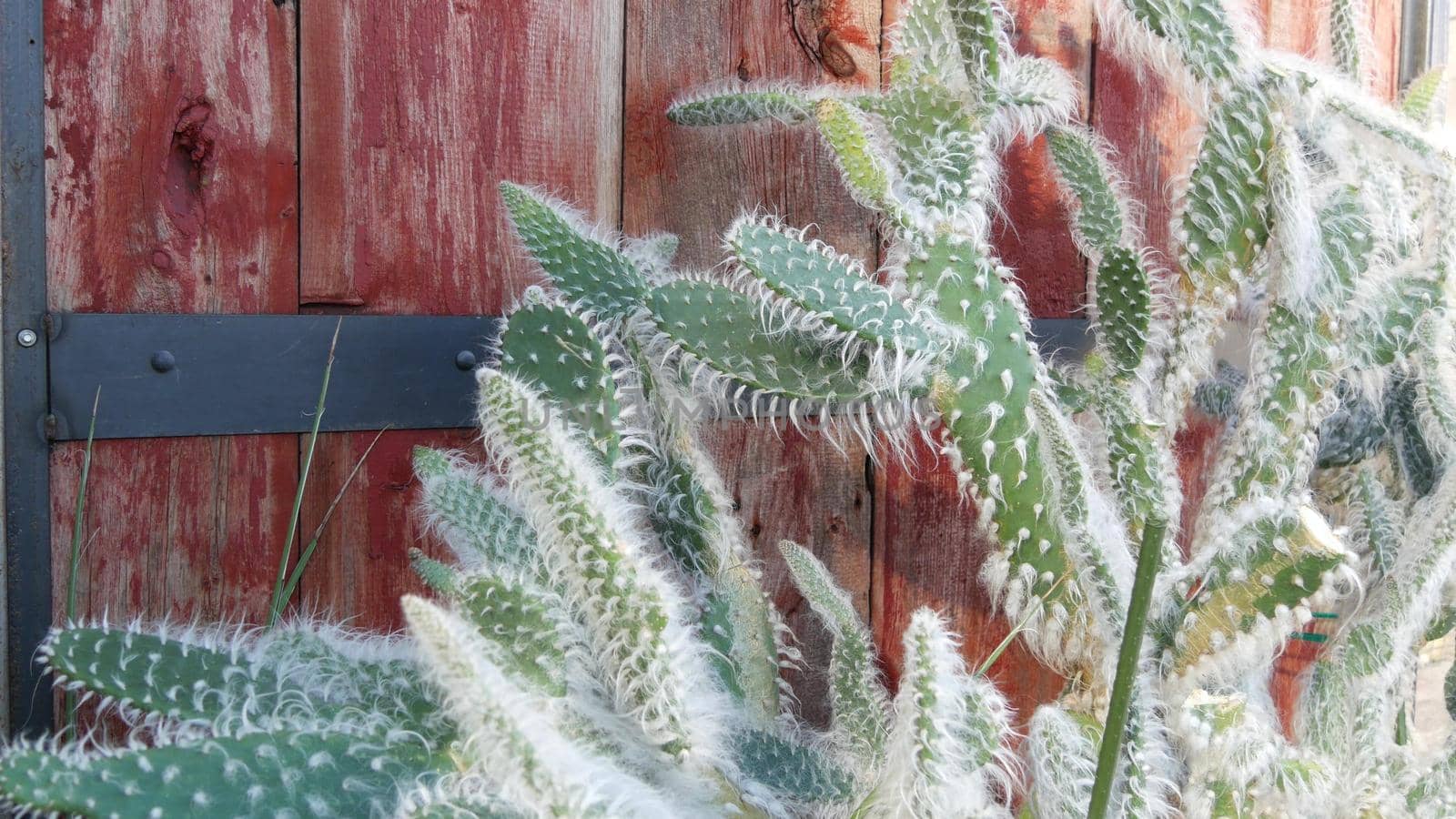 Cactus succulent plant, California USA. Desert flora, arid climate natural flower, botanical close up background. Green ornamental unusual houseplant. Gardening in America, grows with aloe and agave.