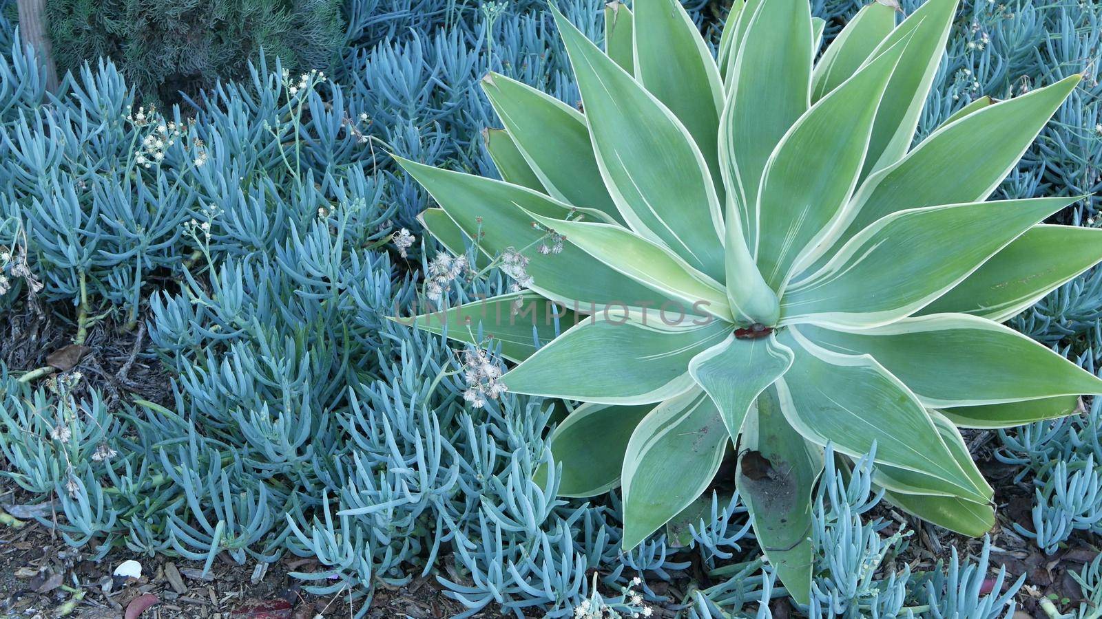 Blue agave leaves, succulent gardening in California, USA. Home garden design, yucca, century plant or aloe. Natural botanical ornamental mexican houseplants, arid desert floriculture. Calm atmosphere