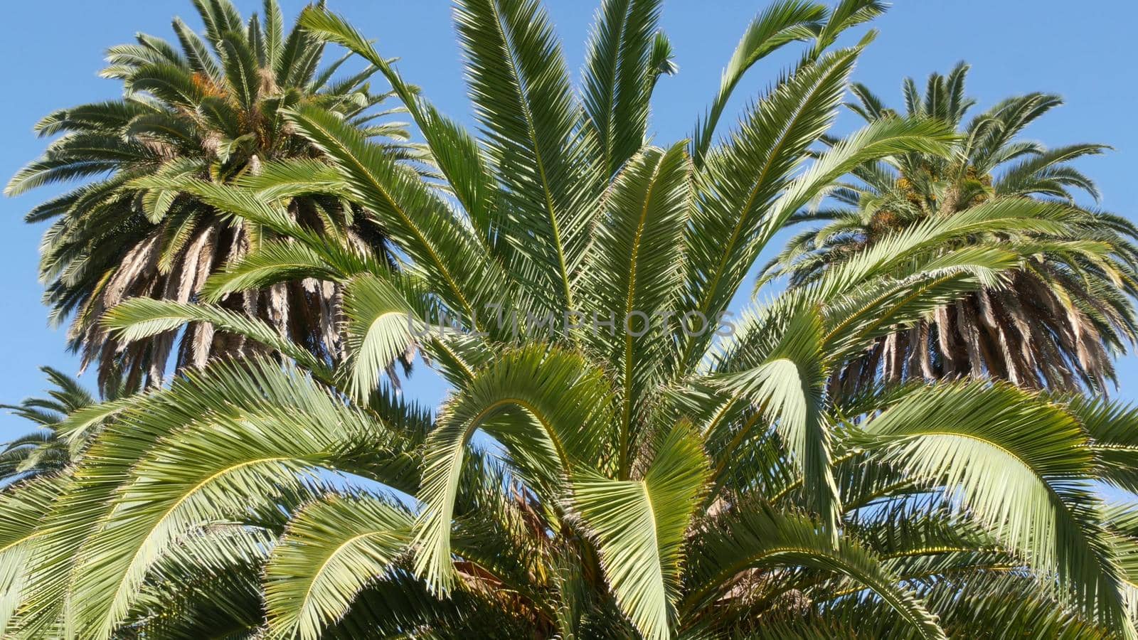 Palms in Los Angeles, California, USA. Summertime aesthetic of Santa Monica and Venice Beach on Pacific ocean. Clear blue sky and iconic palm trees. Atmosphere of Beverly Hills in Hollywood. LA vibes by DogoraSun