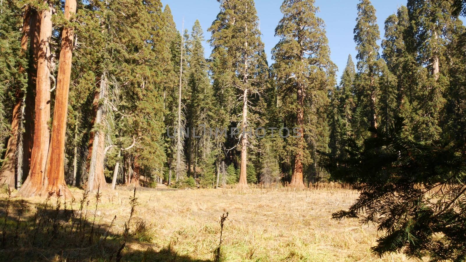 Sequoia forest, redwood trees in national park, Northern California, USA. Old-growth woodland near Kings Canyon. Trekking and hiking tourism. Unique lagre coniferous pines with massive tall trunks.
