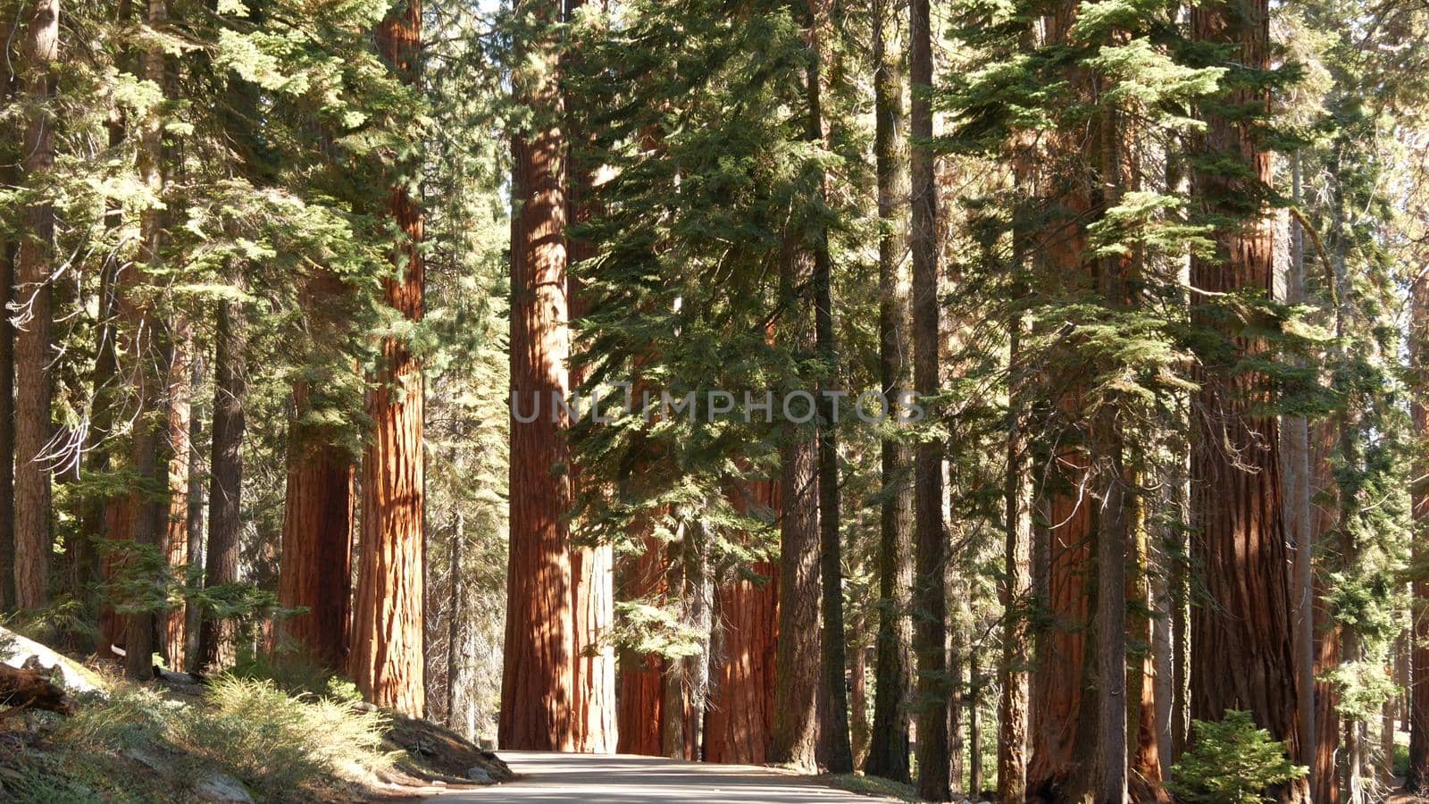 Sequoia forest, redwood trees in national park, Northern California, USA. Old-growth woodland near Kings Canyon. Trekking and hiking tourism. Unique lagre coniferous pines with massive tall trunks.