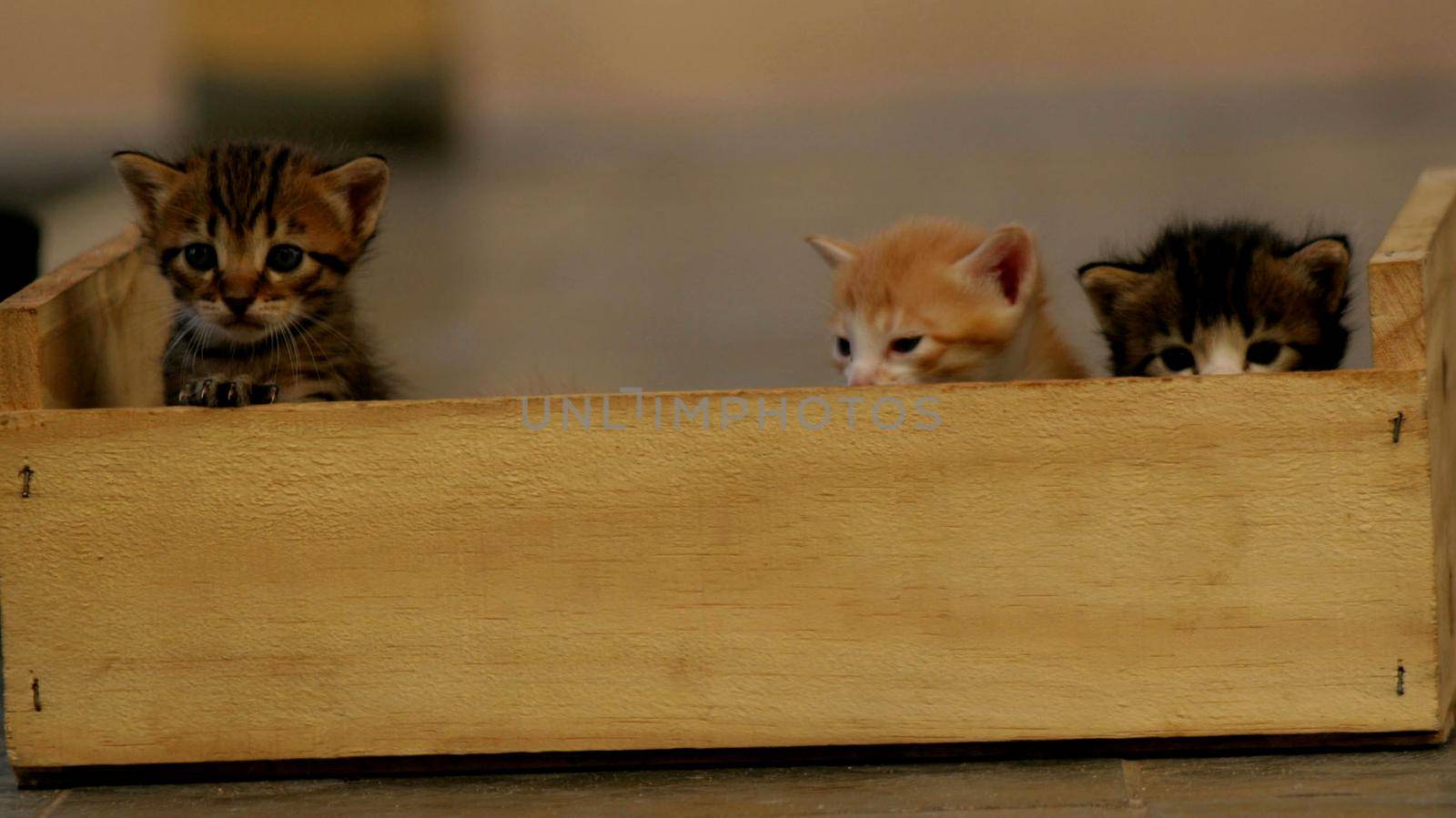 salvador, bahia / brazil - august 18, 2007: kittens are seen in a wooden box in the city of Salvador.