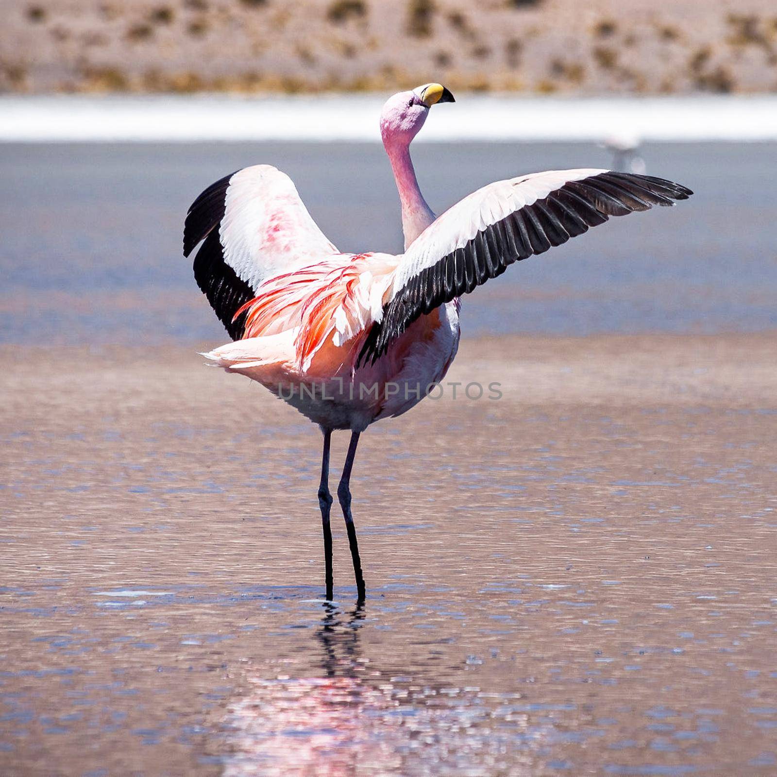 Beautiful pictures of Bolivia