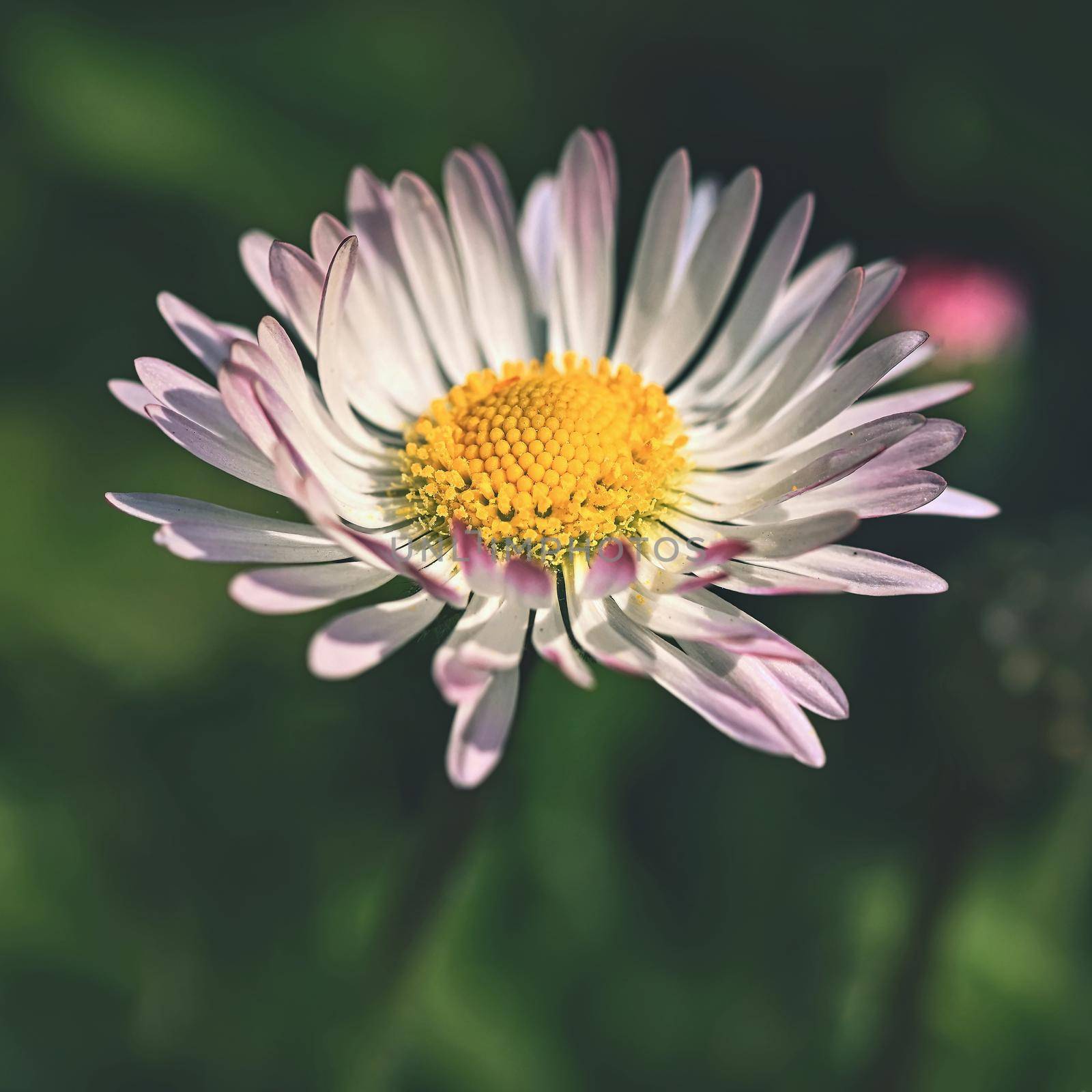 Spring flower - daisy. Macro shot of spring nature up close.