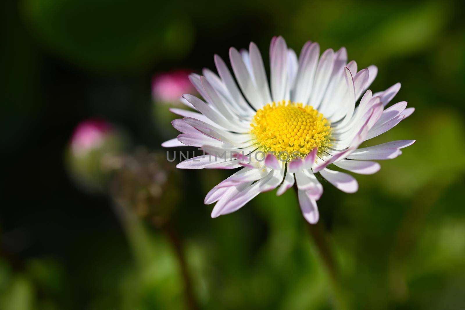 Spring flower - daisy. Macro shot of spring nature up close. by Montypeter