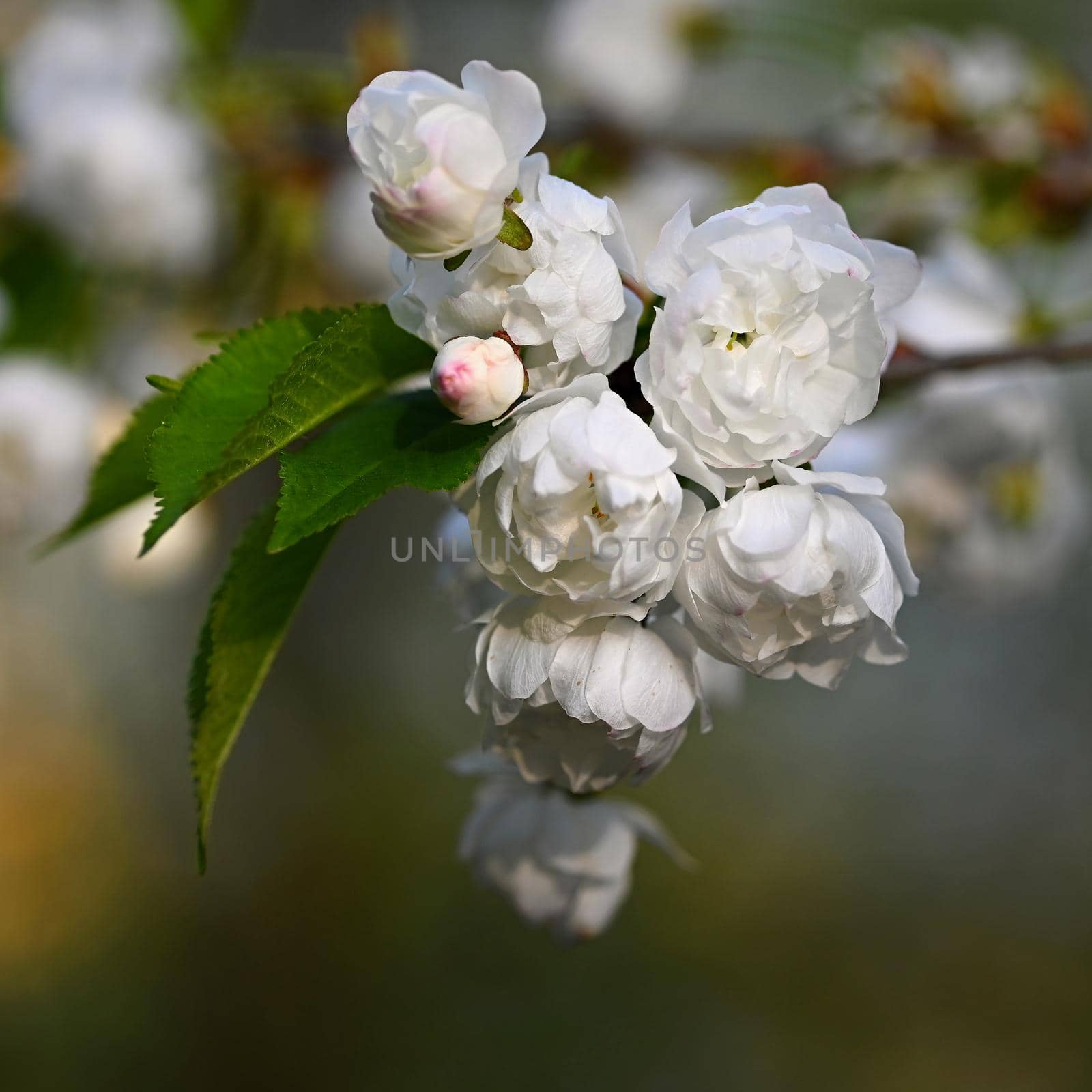 Beautiful blossom tree. Nature scene with sun in Sunny day. Spring flowers. Abstract blurred background in Springtime.  by Montypeter